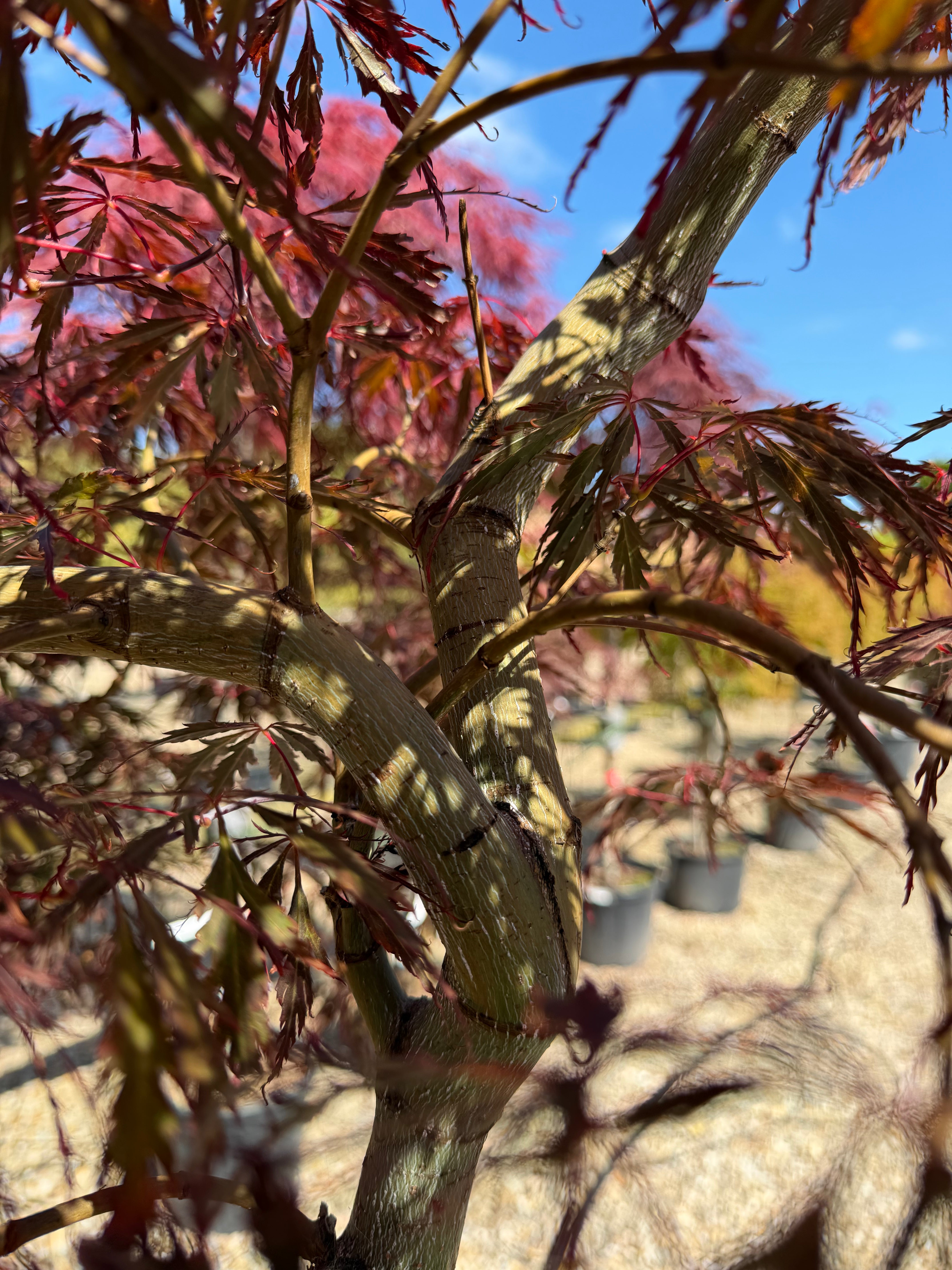 Stammen og de fint indskårne, lysegrønne blade på en opstammet Acer palmatum Dissectum japansk ahorn.