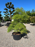 Opstammet japansk ahorn, Acer palmatum Dissectum, med en overhængende krone af fine, grønne, fligede blade.