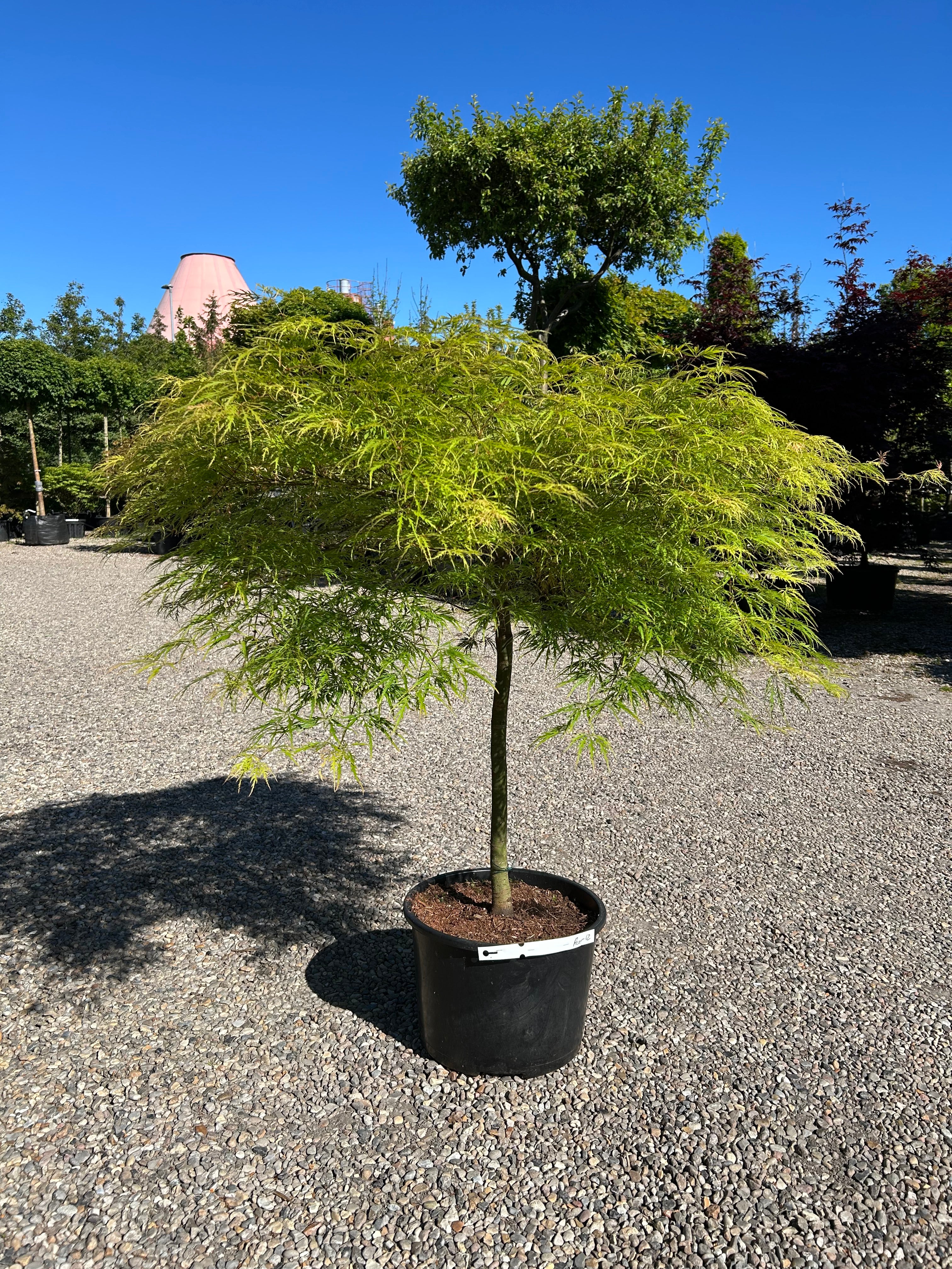 En opstammet Acer palmatum Dissectum med en bar stamme og sirligt klippede, tætte etagepuder af finfligede, lysegrønne blade.