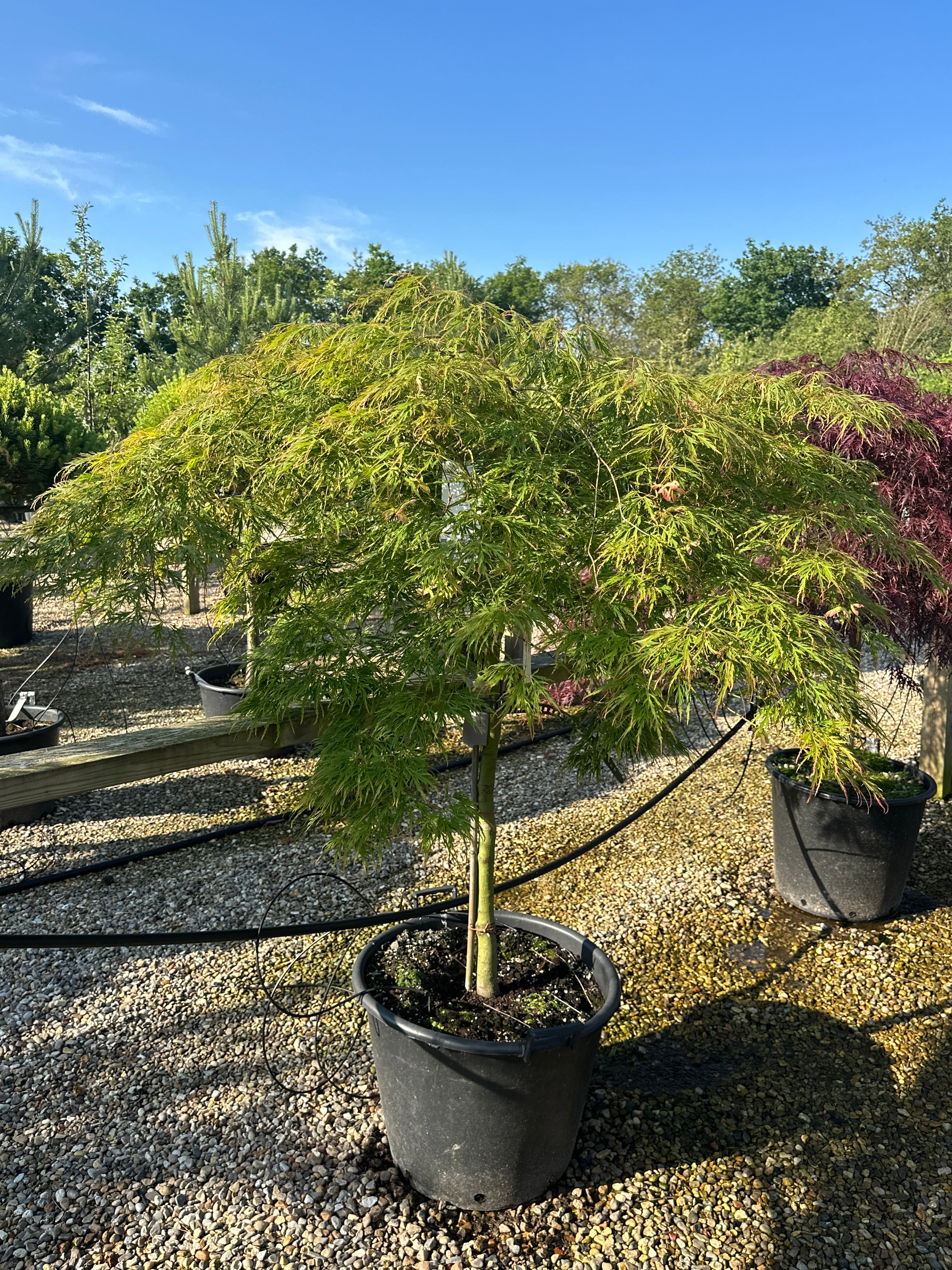 En opstammet Acer palmatum Dissectum japansk ahorn, der viser en lige, bar stamme, som bærer en bred krone af vandrette, overhængende etagepuder fyldt med fjeragtige, friske lysegrønne blade.