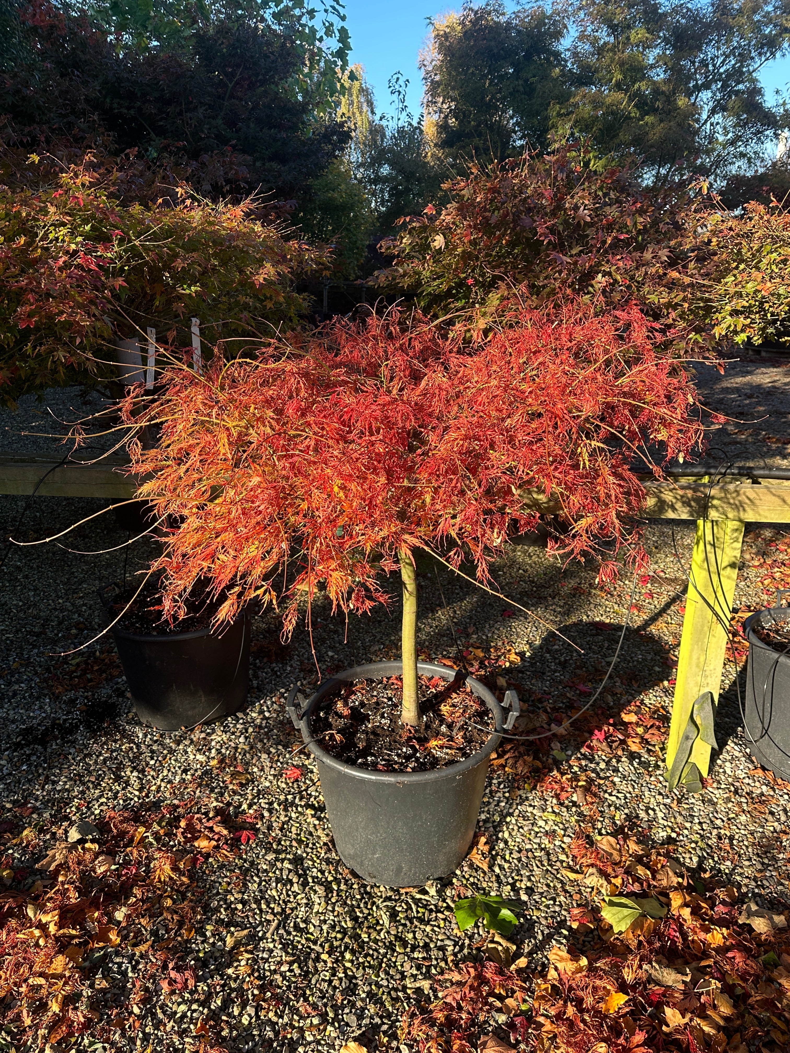 En opstammet Acer palmatum Dissectum japansk ahorn i fuld efterårsdragt, som viser en bar stamme, der bærer en bred krone af etagepuder fyldt med fjeragtige blade i en lysende orange farve.