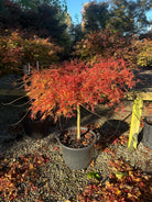 En opstammet Acer palmatum Dissectum japansk ahorn i fuld efterårsdragt, som viser en bar stamme, der bærer en bred krone af etagepuder fyldt med fjeragtige blade i en lysende orange farve.