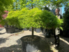 Acer palmatum Dissectum - japansk ahorn, der viser en lav, busket struktur med overhængende grene af fjeragtige, friske grønne blade, som danner en tæt halvkugle.