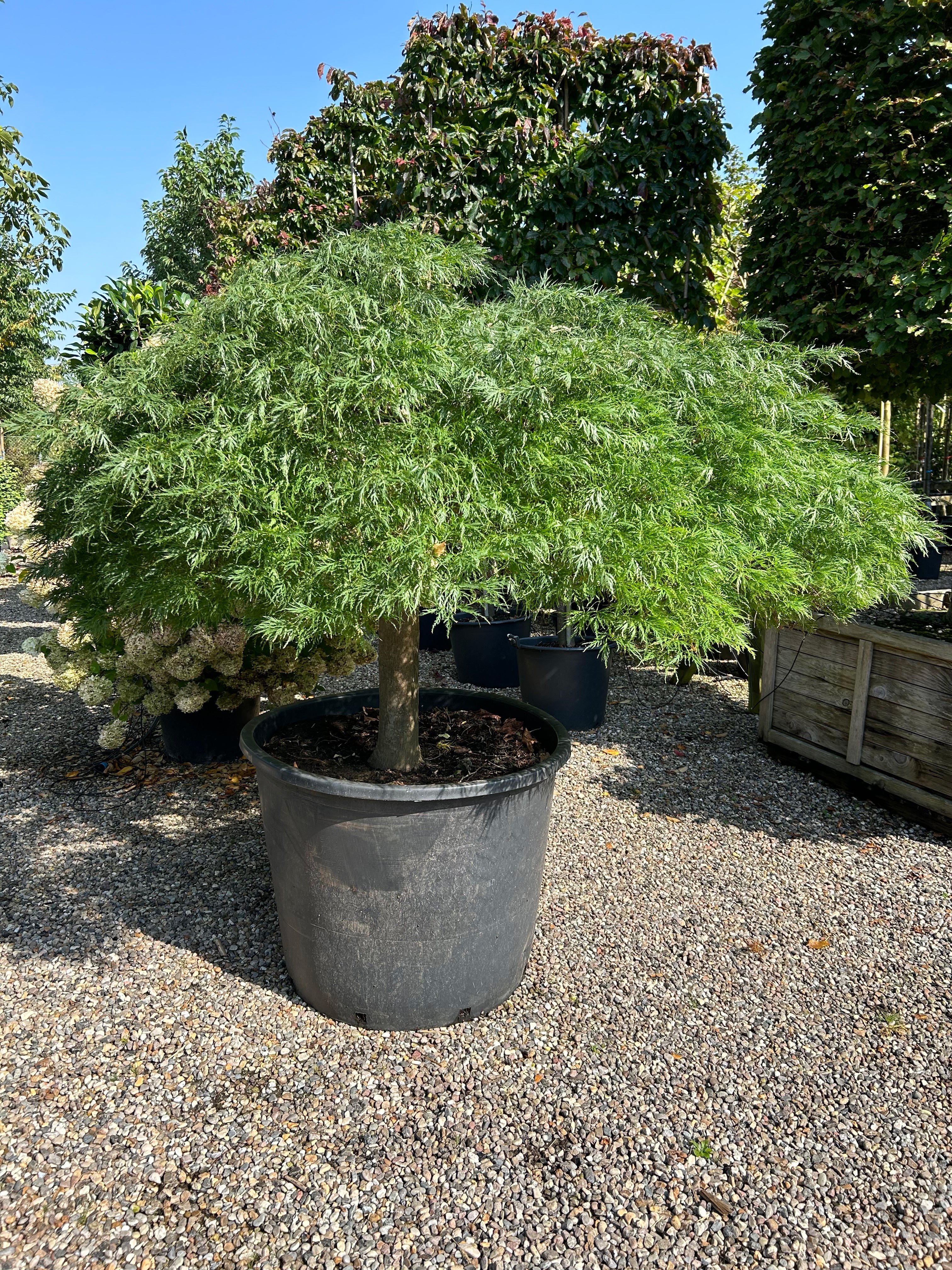 En solitær Acer palmatum Dissectum med en lav, bred vækstform og sirligt klippede, tætte puder af finfligede, friske grønne blade.