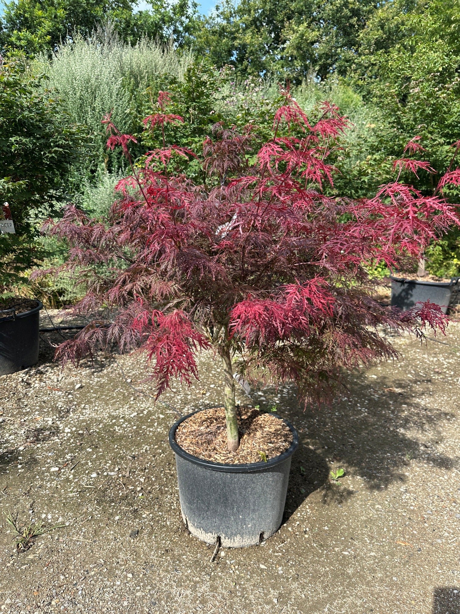 Mørkerød japansk løn, Acer palmatum Dissectum Garnet, med fine, fligede blade på overhængende grene.