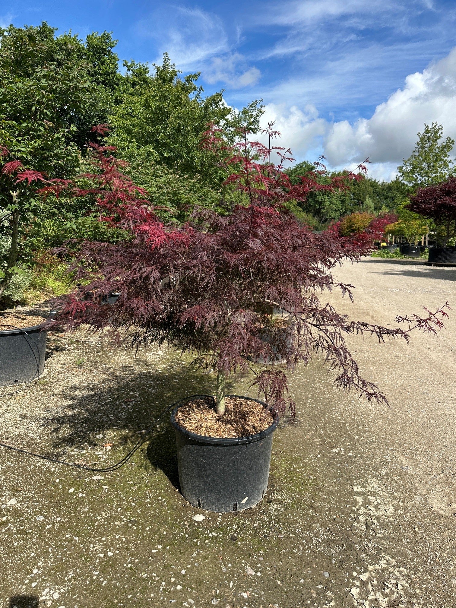 Mørkerød japansk løn, Acer palmatum Dissectum Garnet, med fine, fligede blade på overhængende grene.