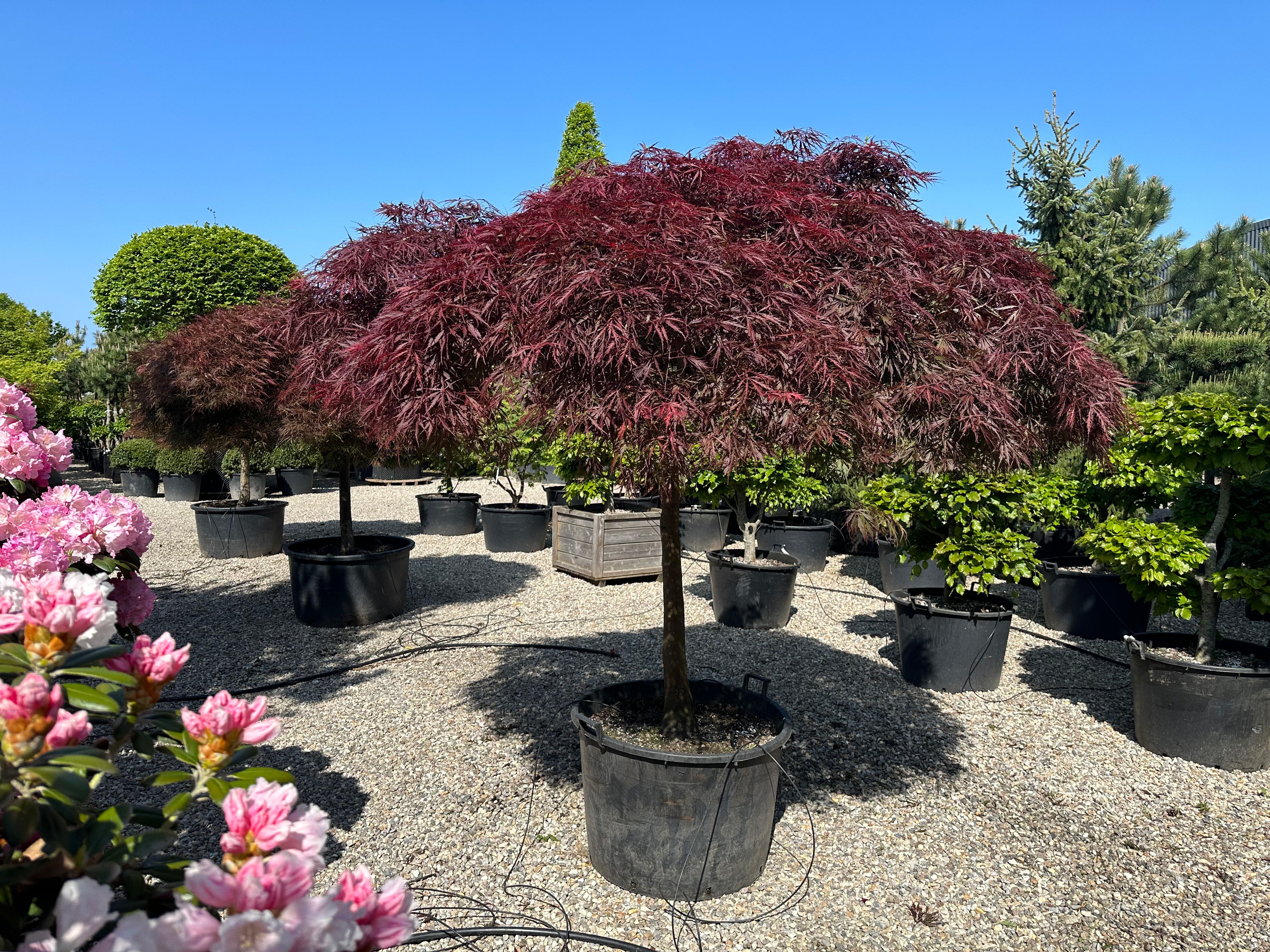 En solitær Acer palmatum Dissectum Garnet med en lav, bred vækstform og sirligt klippede, tætte puder af finfligede, mørkerøde blade.