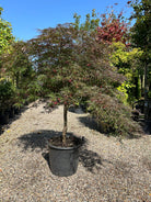 En opstammet Acer palmatum Dissectum Garnet med en bar stamme og sirligt klippede puder af finfligede, mørkerøde blade.