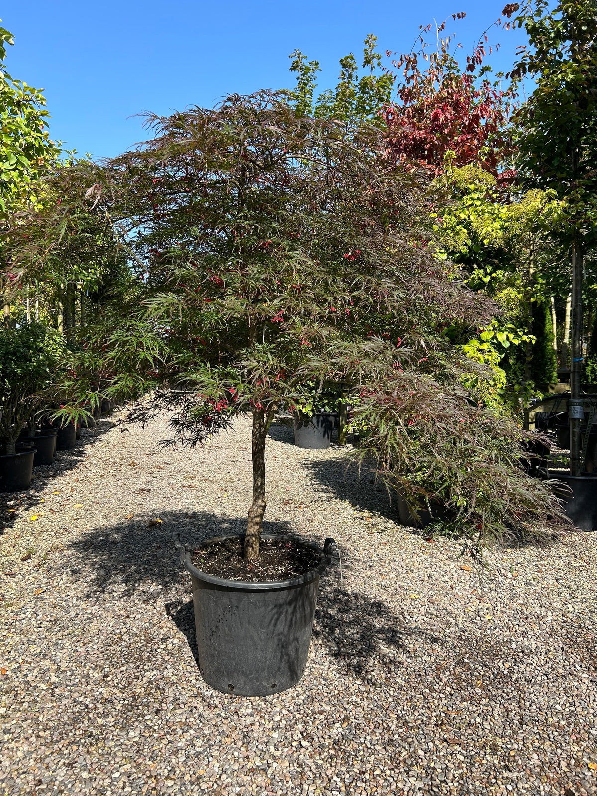 En opstammet Acer palmatum Dissectum Garnet med en bar stamme og sirligt klippede puder af finfligede, mørkerøde blade.