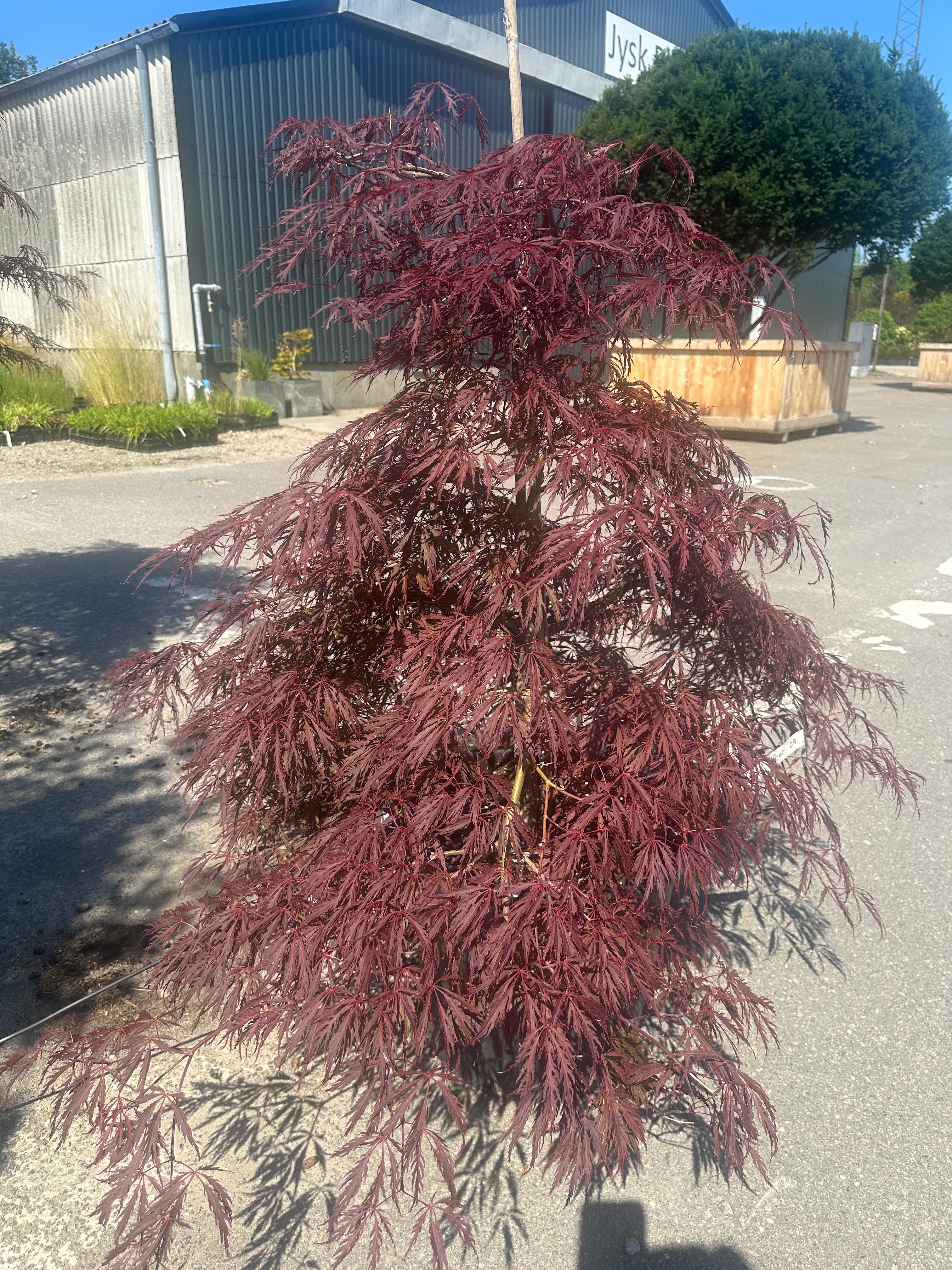 En lav og bred Acer palmatum Dissectum Garnet busk med sirligt klippede, tætte og overhængende puder af finfligede, mørkerøde blade.