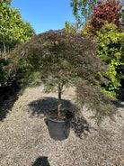 En opstammet Acer palmatum Dissectum Garnet japansk ahorn, der viser en lige, bar stamme, som bærer vandrette og tætte puder af fjeragtige, dybrøde blade, der danner en elegant og luftig etage-silhuet.