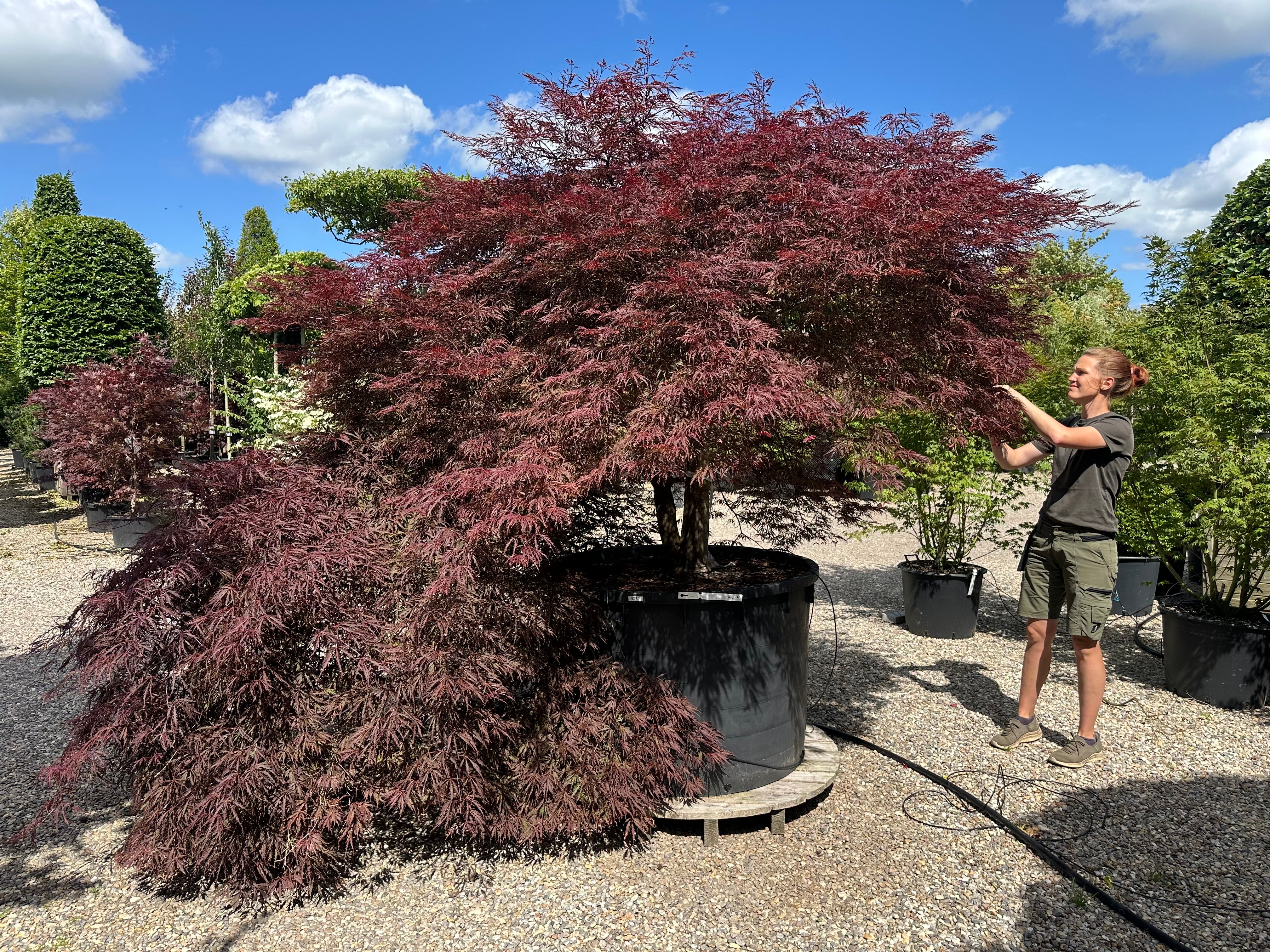 En opstammet Acer palmatum Dissectum Garnet japansk ahorn, der viser en lige, bar stamme, som bærer en overhængende krone af vandrette, tætte puder fyldt med fjeragtige, granatrøde blade.
