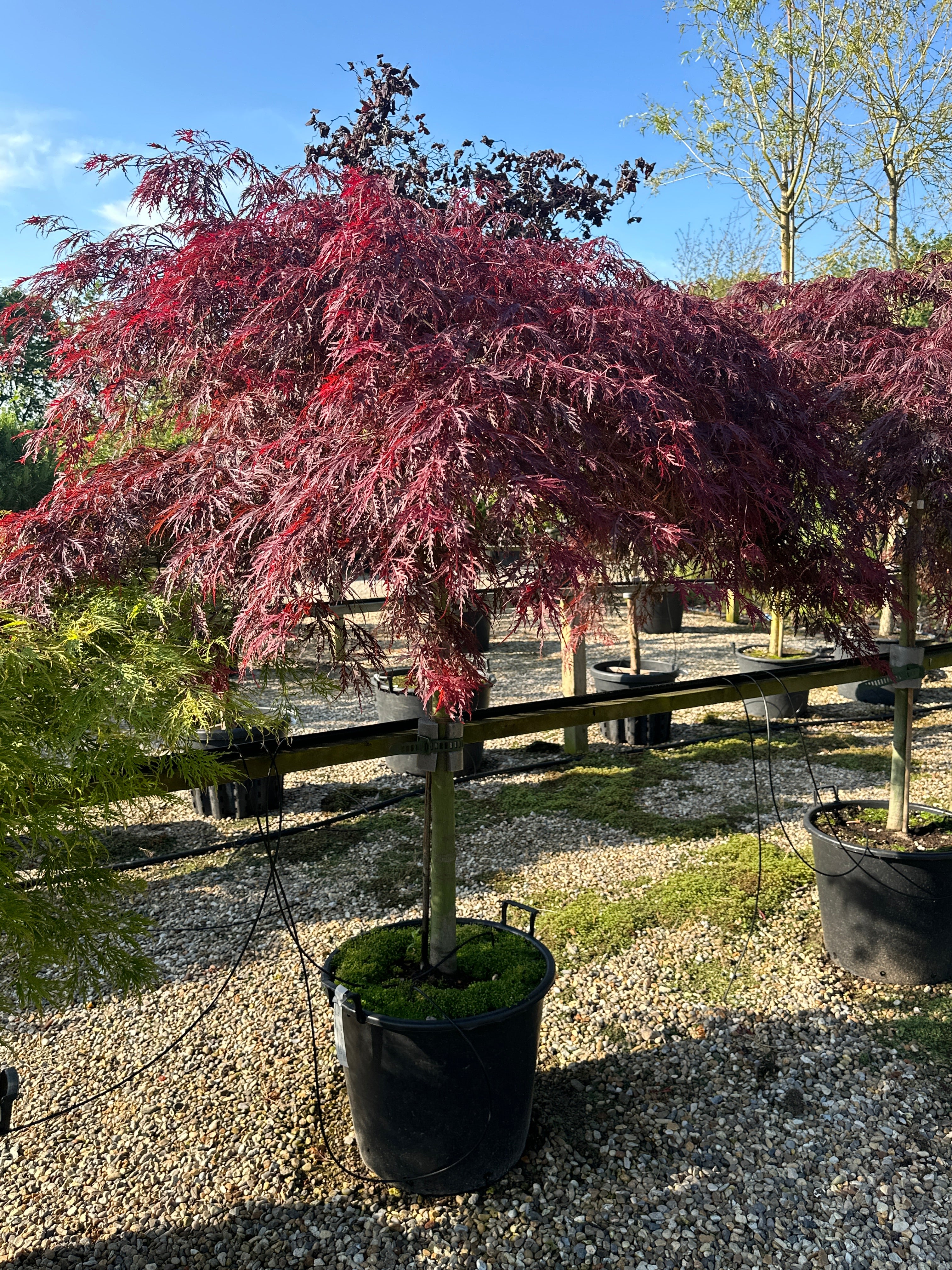 Opstammet Acer palmatum Dissectum Garnet med en bar stamme og sirligt klippede, tætte etagepuder af finfligede, mørkerøde blade.