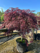 En opstammet Acer palmatum 'Dissectum Garnet' med sirligt klippede, flade puder af finfligede, mørkerøde.