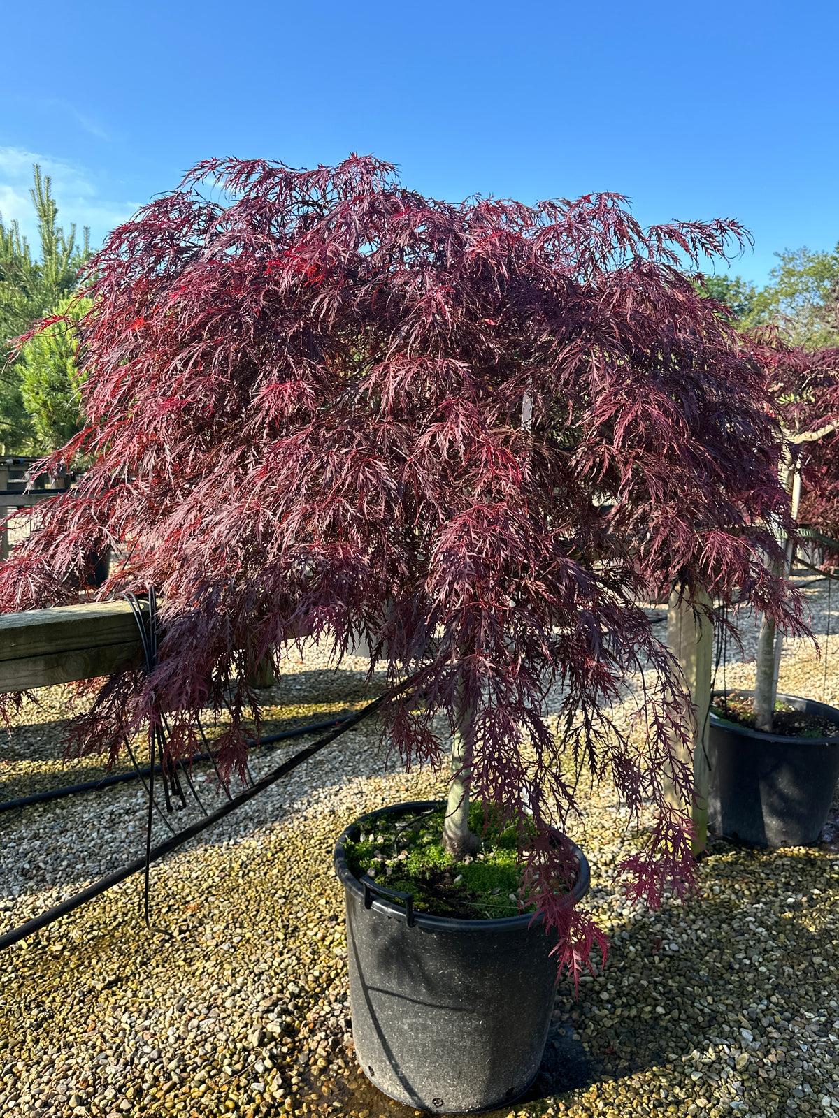 En opstammet Acer palmatum 'Dissectum Garnet' med sirligt klippede, flade puder af finfligede, mørkerøde.