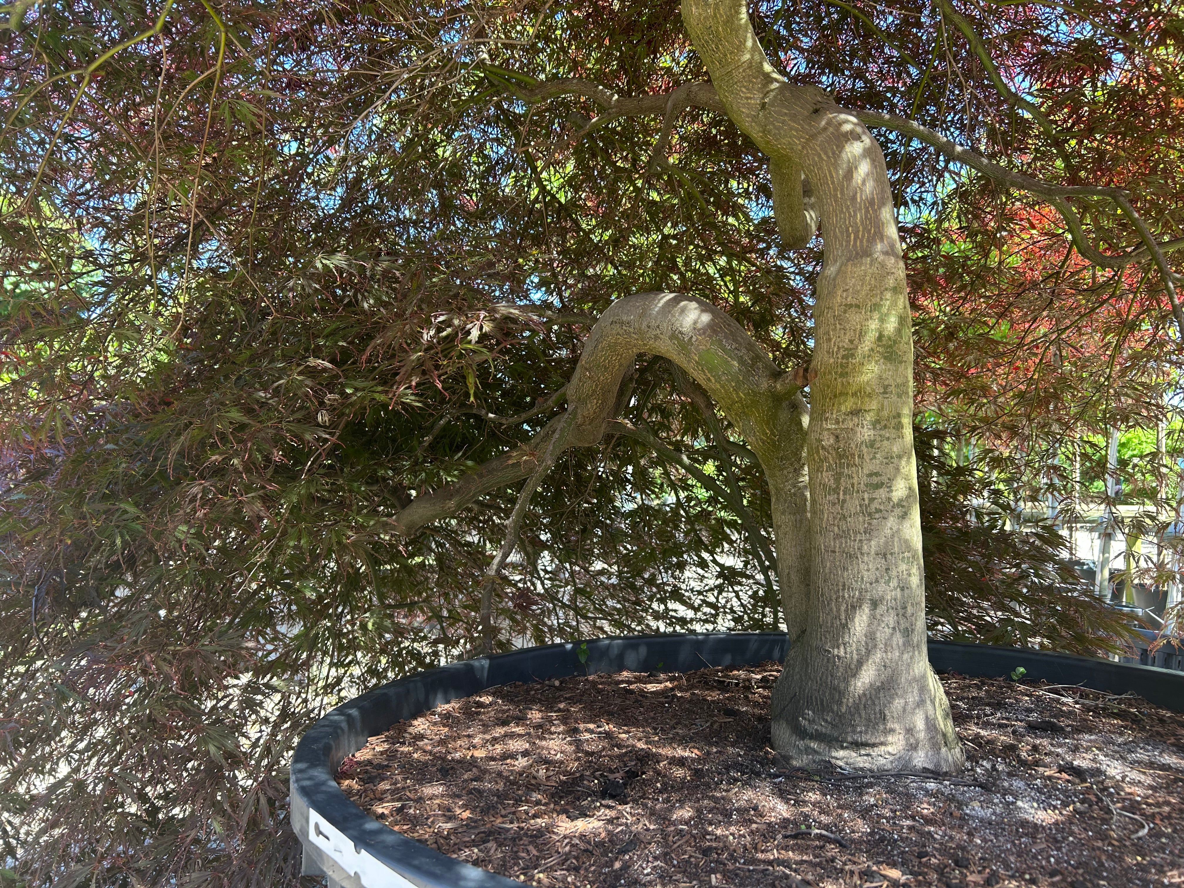 En opstammet Acer palmatum Dissectum Garnet, hvor den glatte og gråbrune stamme står som en bar søjle under den svævende og overhængende krone af mørkerøde løvpuder.