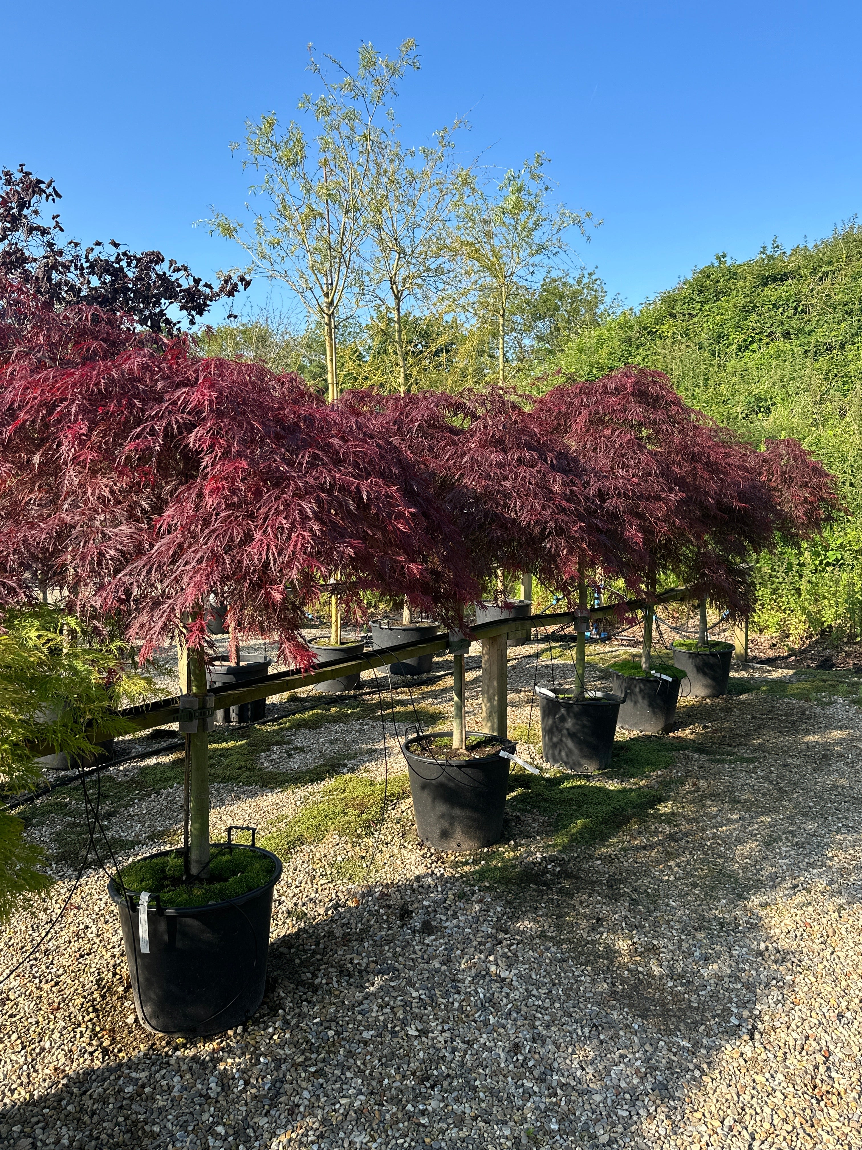 Opstammet Acer palmatum Dissectum Garnet, hvor de sirligt trimmede, flade puder af mørkerøde løvblade svæver i lag over den glatte stamme og skaber en skulpturel silhuet.