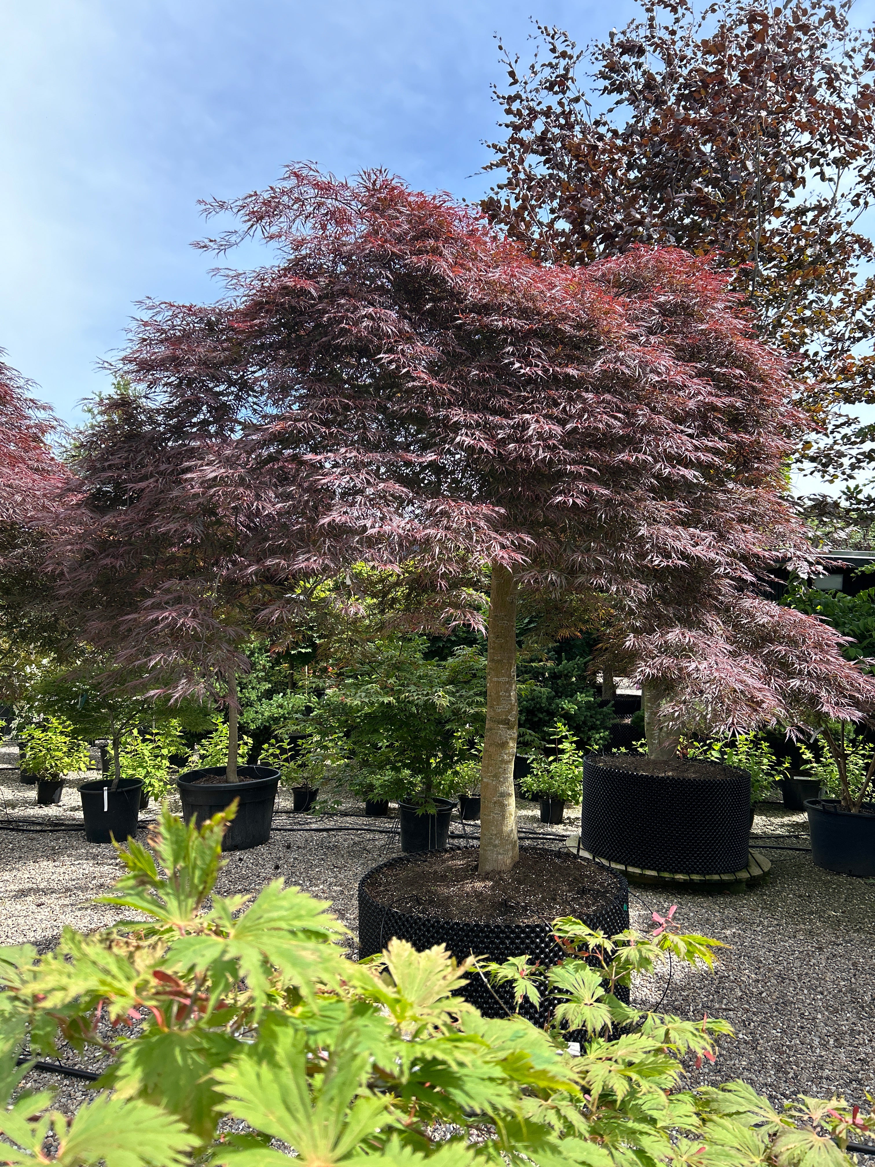 En solitær Acer palmatum Dissectum Garnet med en lav, bred vækstform og sirligt klippedevpuder af finfligede, mørkerøde blade.