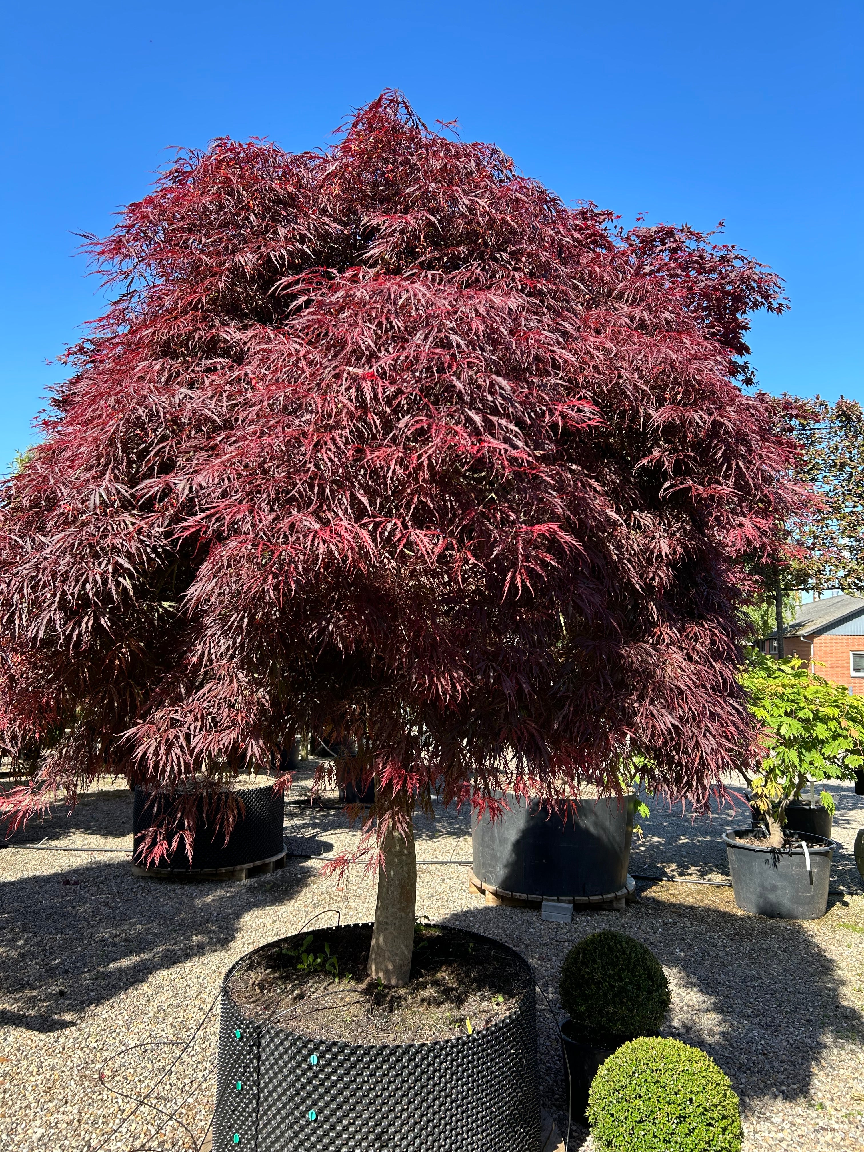 En solitær Acer palmatum Dissectum Garnet med en tæt, hængende vækstform og finfligede, mørkerøde blade.