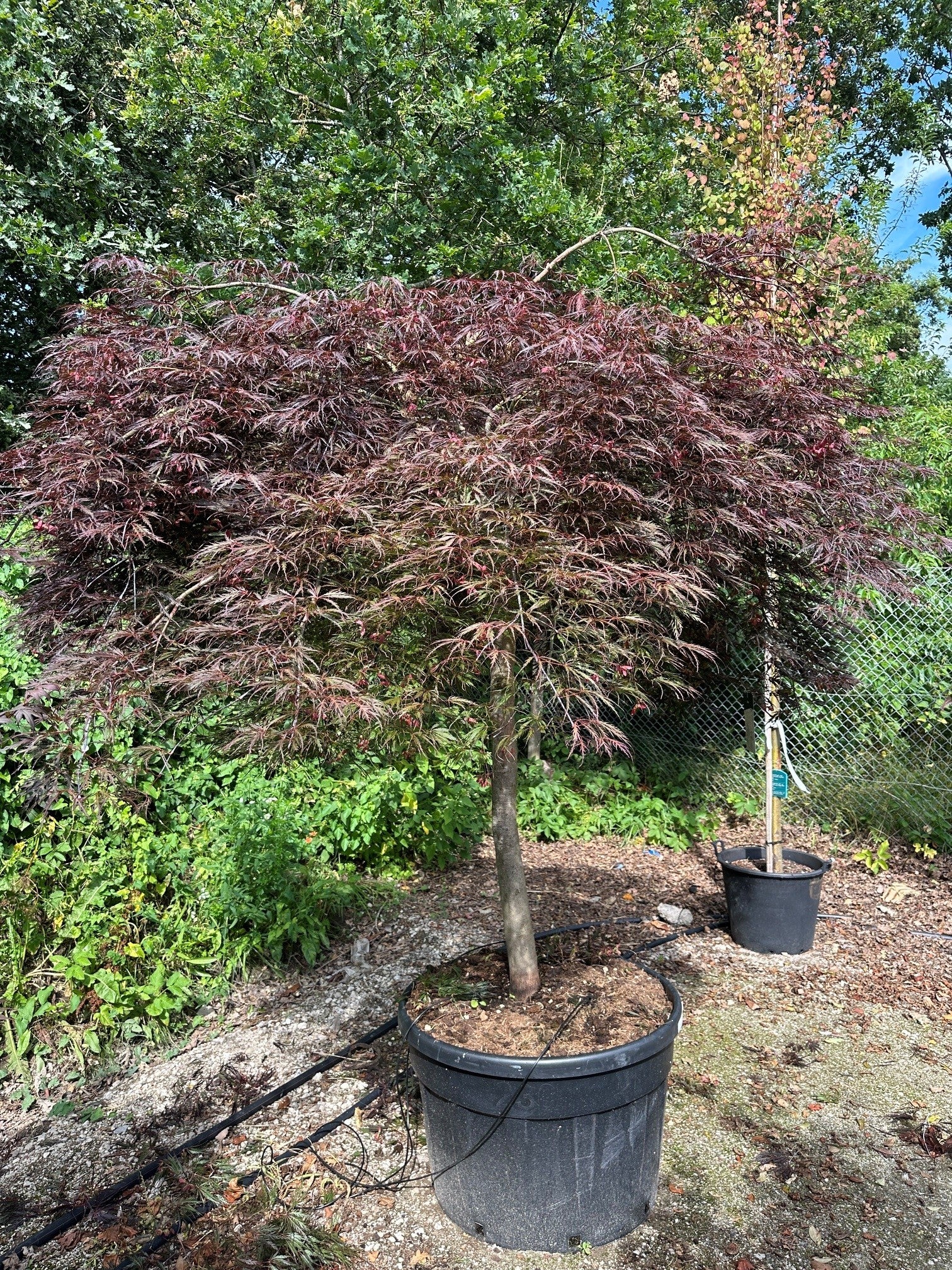 Mørkerød japansk løn, Acer palmatum 'Inaba-shidare', med store, dybt fligede purpurblade på overhængende grene.