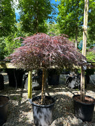 En opstammet Acer palmatum Inaba Shidare med en bar stamme og sirligt klippede, tætte etagepuder af store, mørkerøde blade.