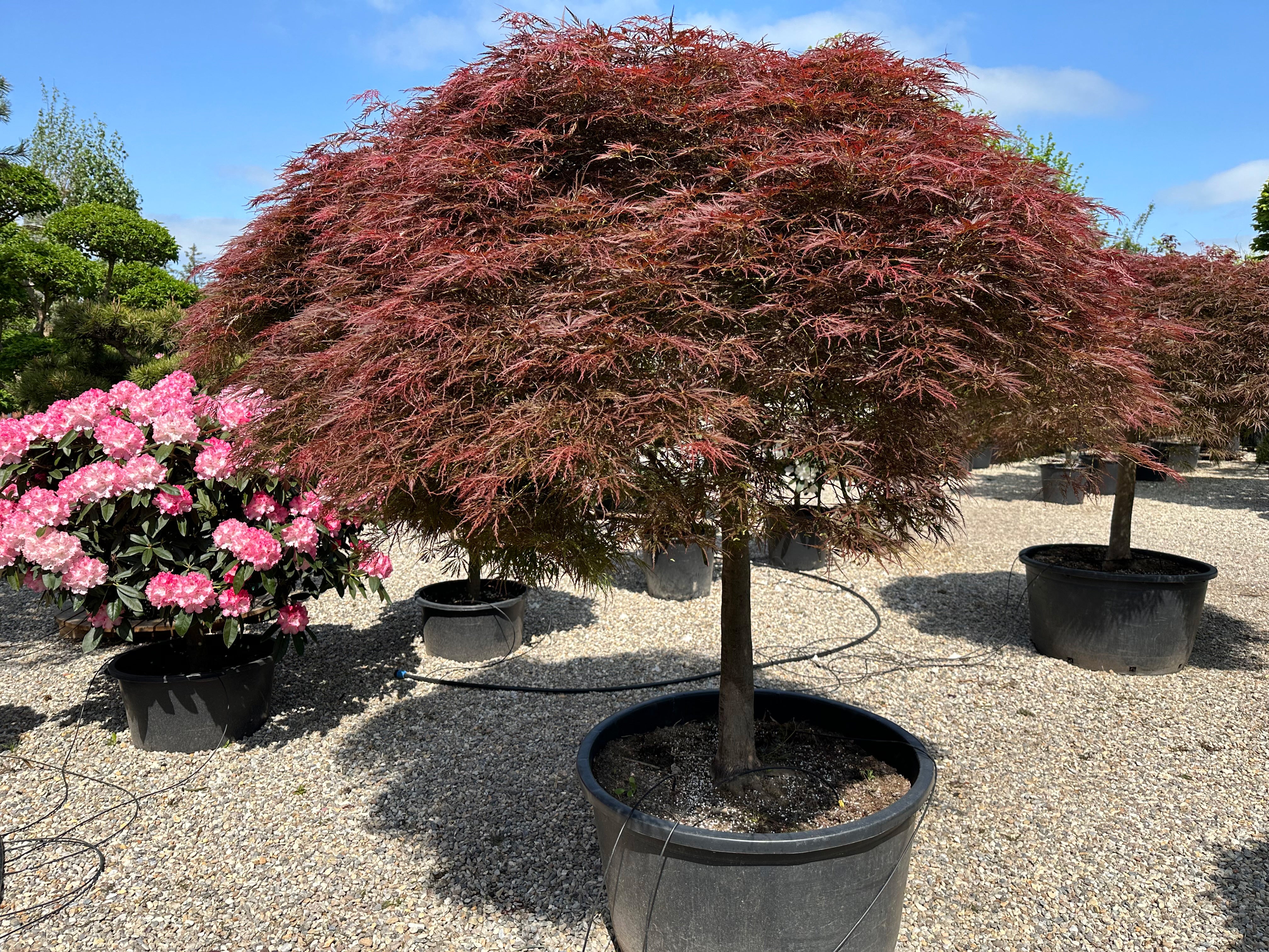En solitær Acer palmatum Dissectum Ornatum med en lav, bred vækstform og sirligt klippede, tætte puder af finfligede, rødbrune blade.