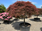 En solitær Acer palmatum Dissectum Ornatum med en lav, bred vækstform og sirligt klippede, tætte puder af finfligede, rødbrune blade.
