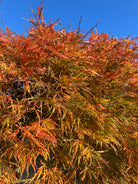 Efterårsbladene på en Acer palmatum Dissectum Ornatum, der viser en strålende blanding af gylden orange, varm gul og dybrøde nuancer på det finfligede løv.
