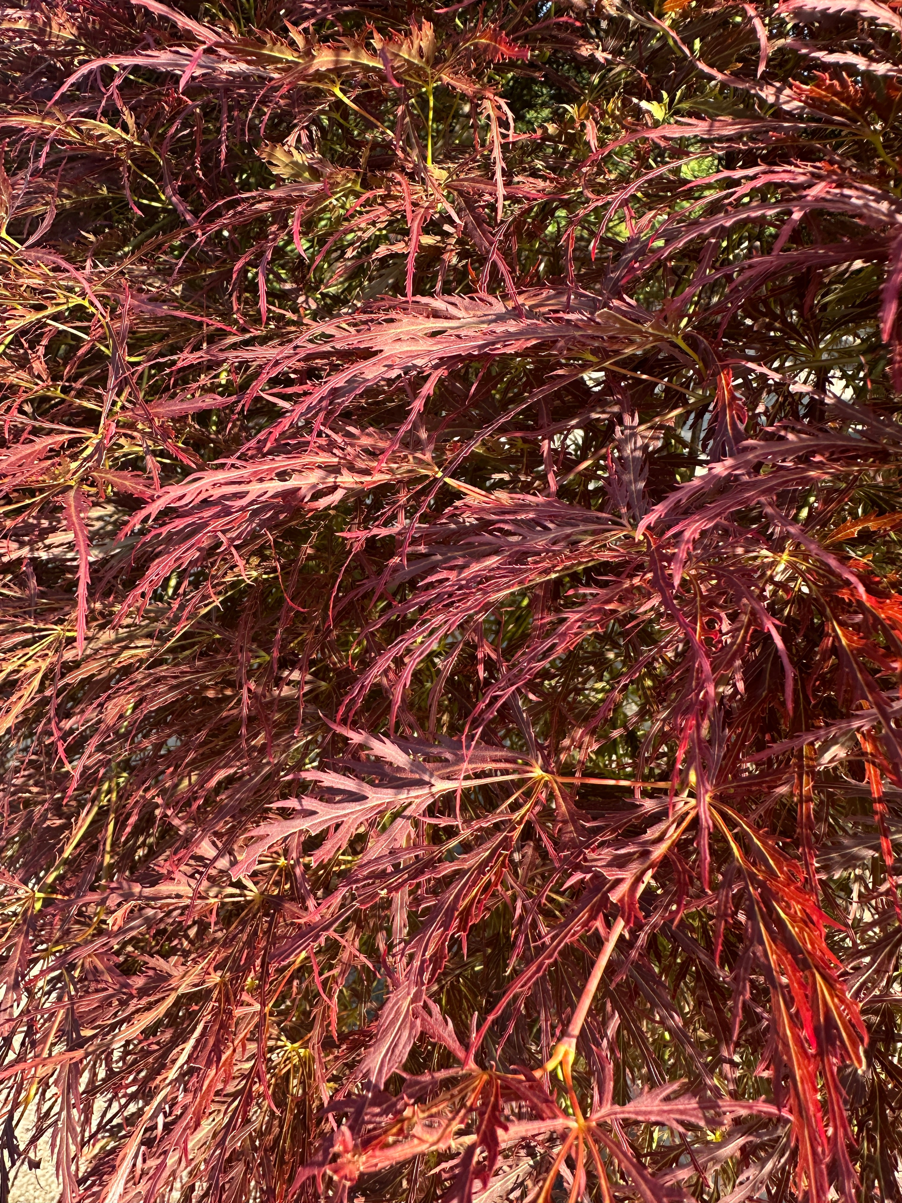 Finfliget, mørkerødt blad fra en Acer palmatum Dissectum Ornatum, som viser de dybe indskæringer og den fjeragtige struktur.