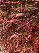 Finfliget, mørkerødt blad fra en Acer palmatum Dissectum Ornatum, som viser de dybe indskæringer og den fjeragtige struktur.