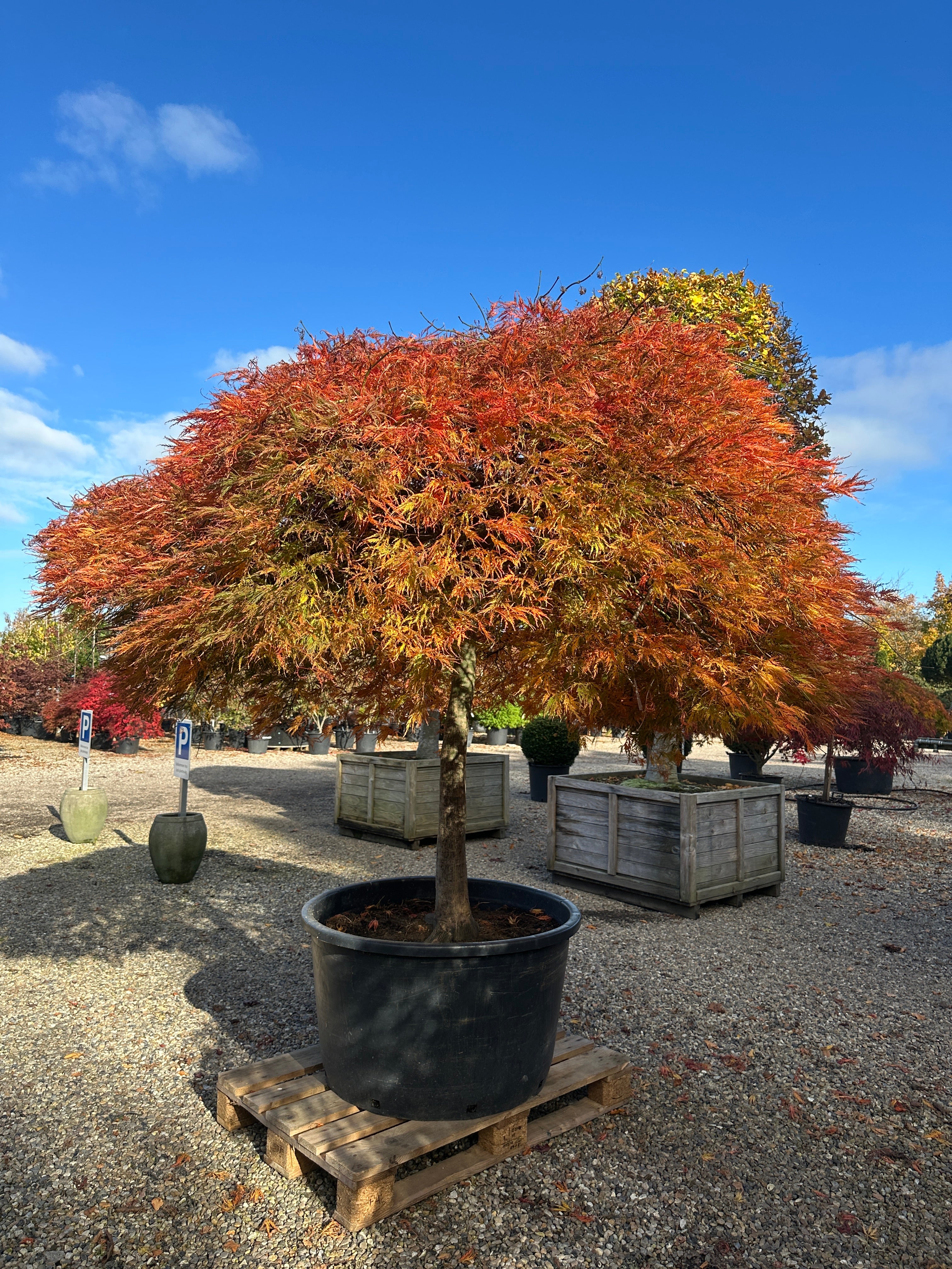 En solitær Acer palmatum Dissectum Ornatum, som viser hele det brede, lave træ dækket af tætte, overhængende puder i strålende gyldne, orange og røde efterårsfarver.
