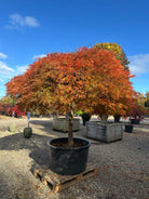 En solitær Acer palmatum Dissectum Ornatum, som viser hele det brede, lave træ dækket af tætte, overhængende puder i strålende gyldne, orange og røde efterårsfarver.