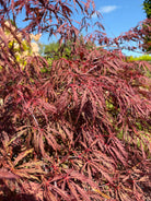 De mørkerøde, dybt fligede blade på en Acer palmatum Dissectum Tamukeyama japansk ahorn.