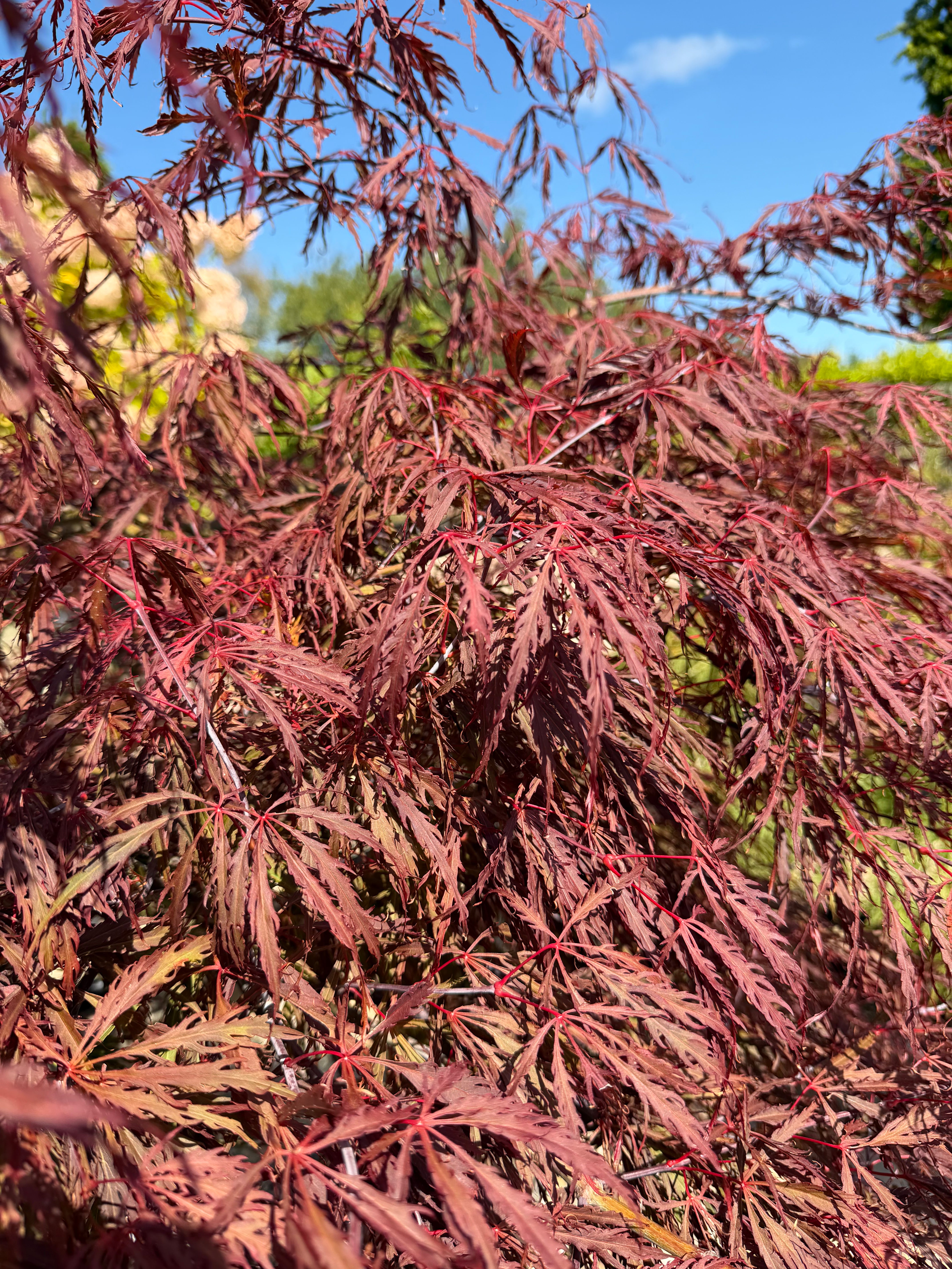 De mørkerøde, dybt fligede blade på en Acer palmatum Dissectum Tamukeyama japansk ahorn.