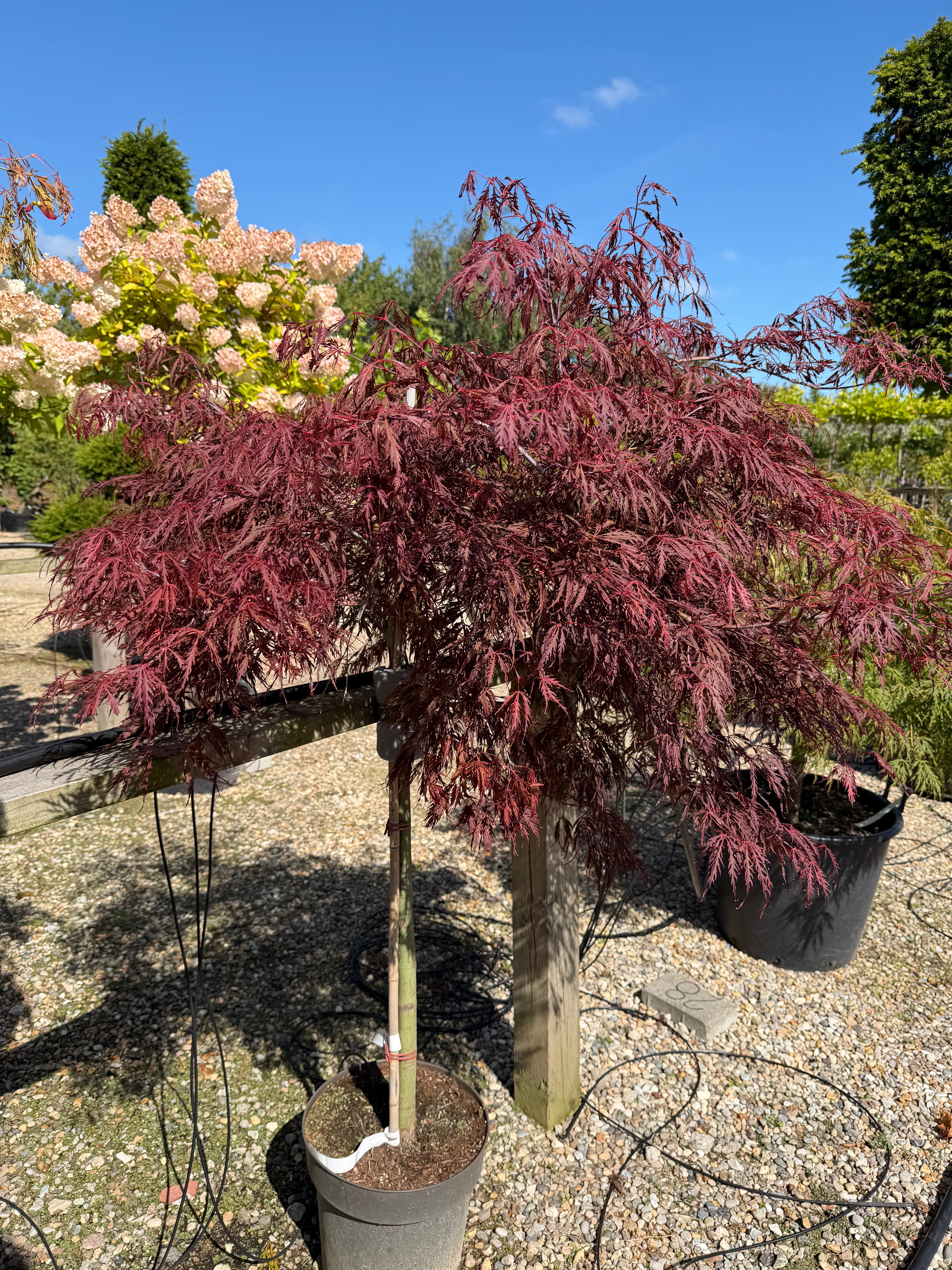 Opstammet Acer palmatum Dissectum Tamukeyama japansk ahorn med mørkerøde fligede blade og en elegant hængende, paraplyformet krone.