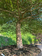 Perspektiv nedefra og op under kronen på en Acer palmatum 'Dissectum Viride' med krogede grene og et tag af grønne blade.
