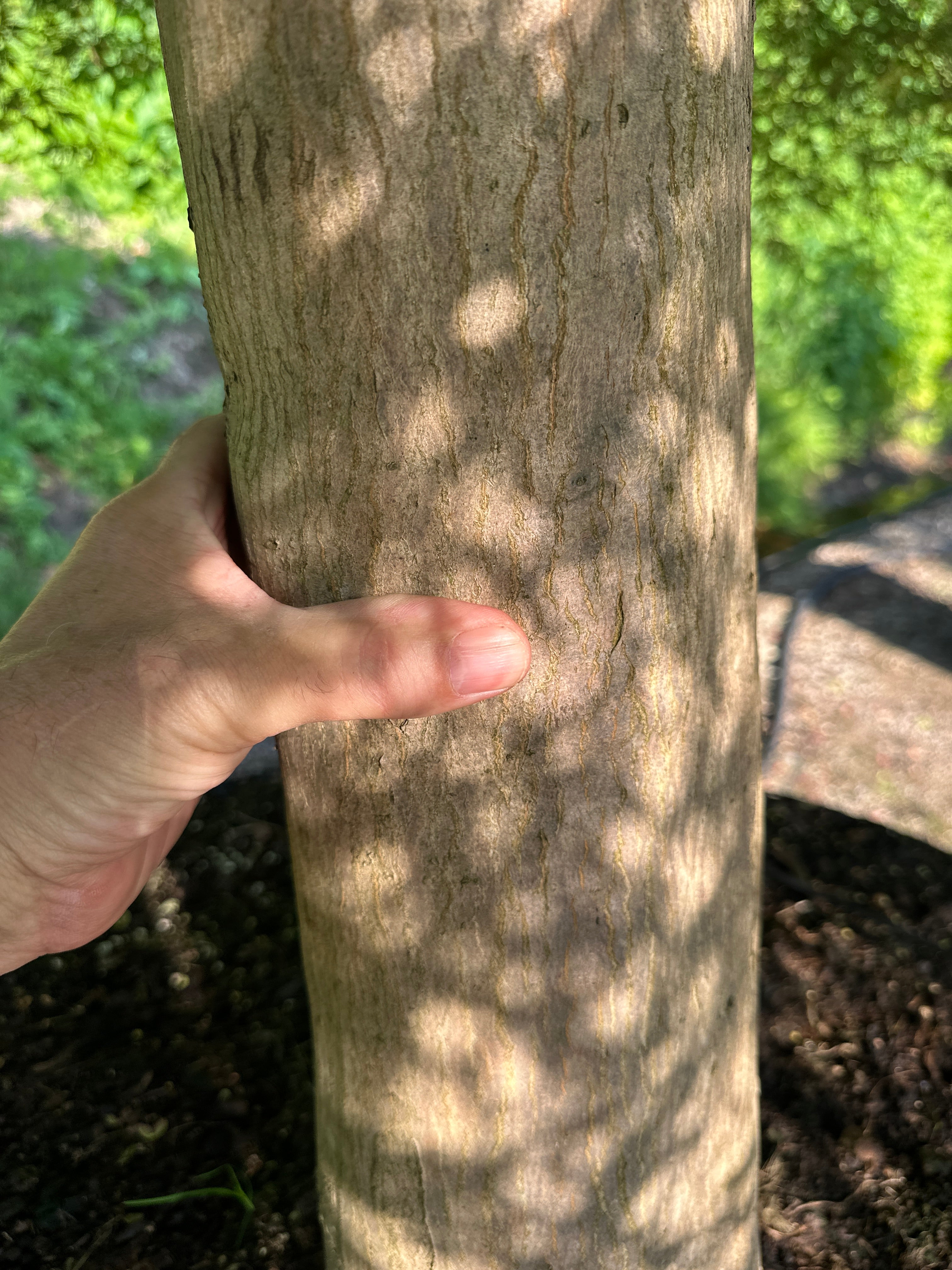 Nærbillede af den krogede, skulpturelle stamme på en grøn japansk ahorn, Acer palmatum 'Dissectum Viride'