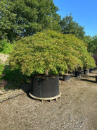 Grøn japansk ahorn, Acer palmatum 'Dissectum Viride', med fine, dybt fligede blade på elegante, overhængende grene.