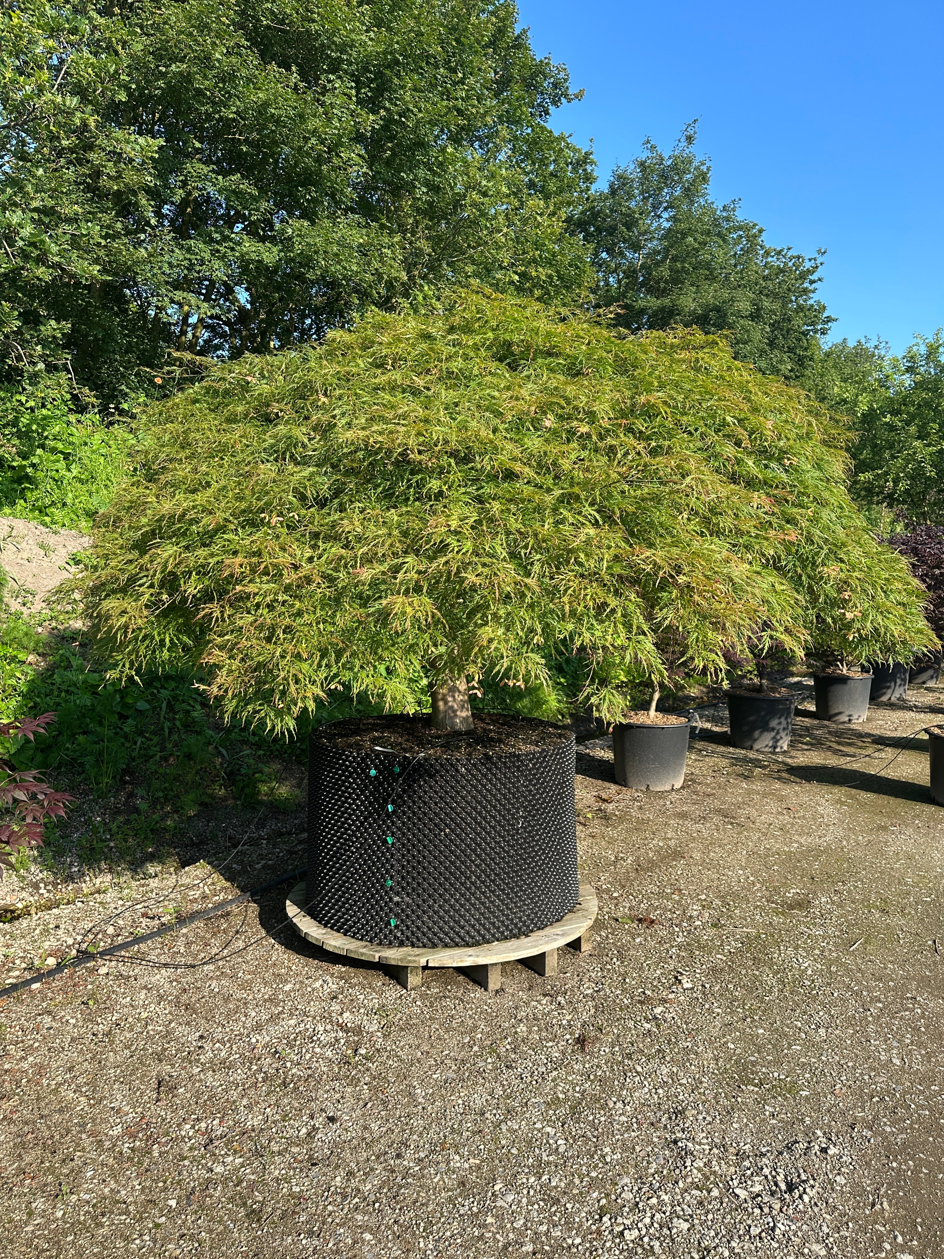 Grøn japansk ahorn, Acer palmatum 'Dissectum Viride', med fine, dybt fligede blade på elegante, overhængende grene.