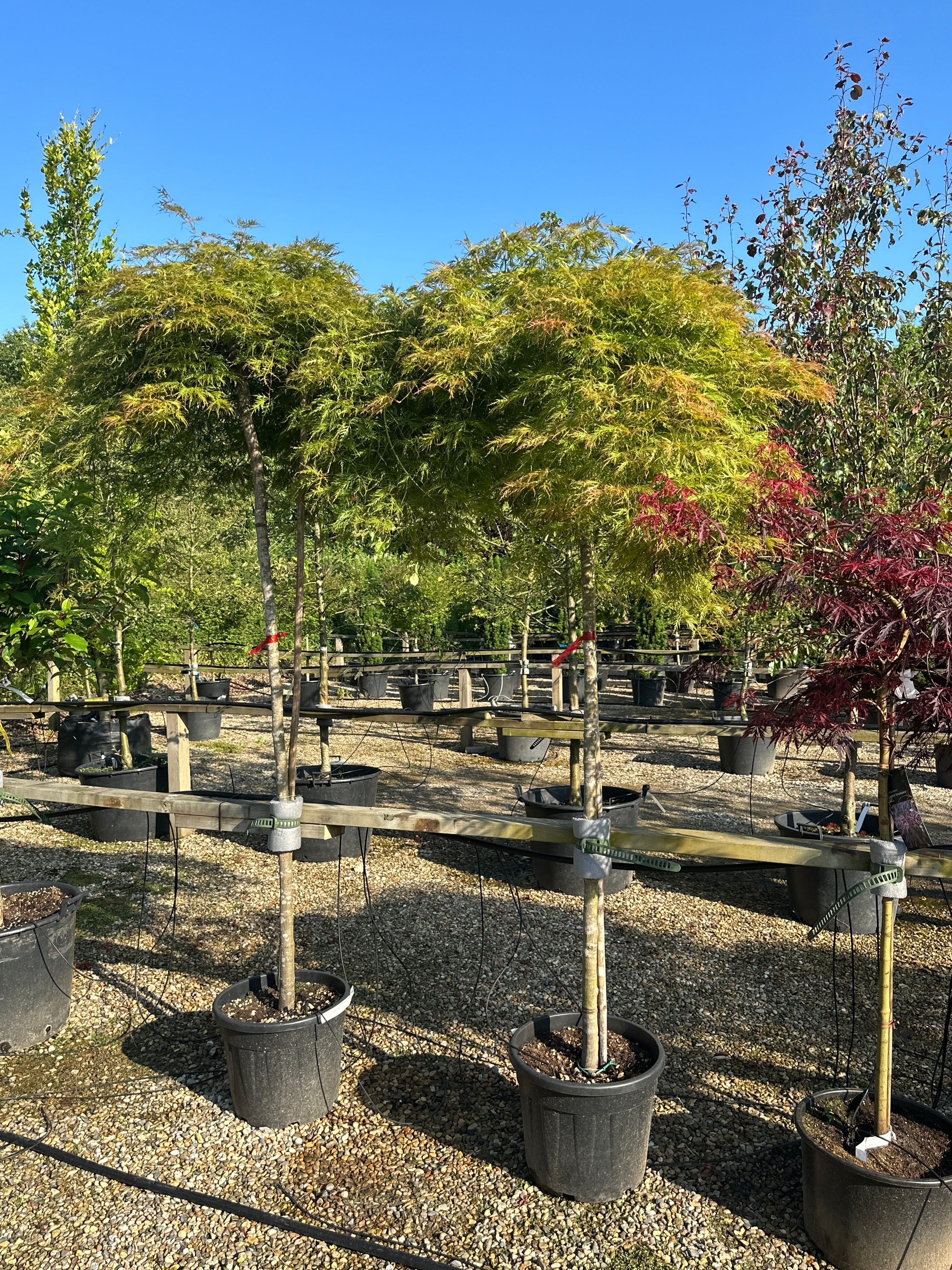 Acer palmatum Dissectum Viridis