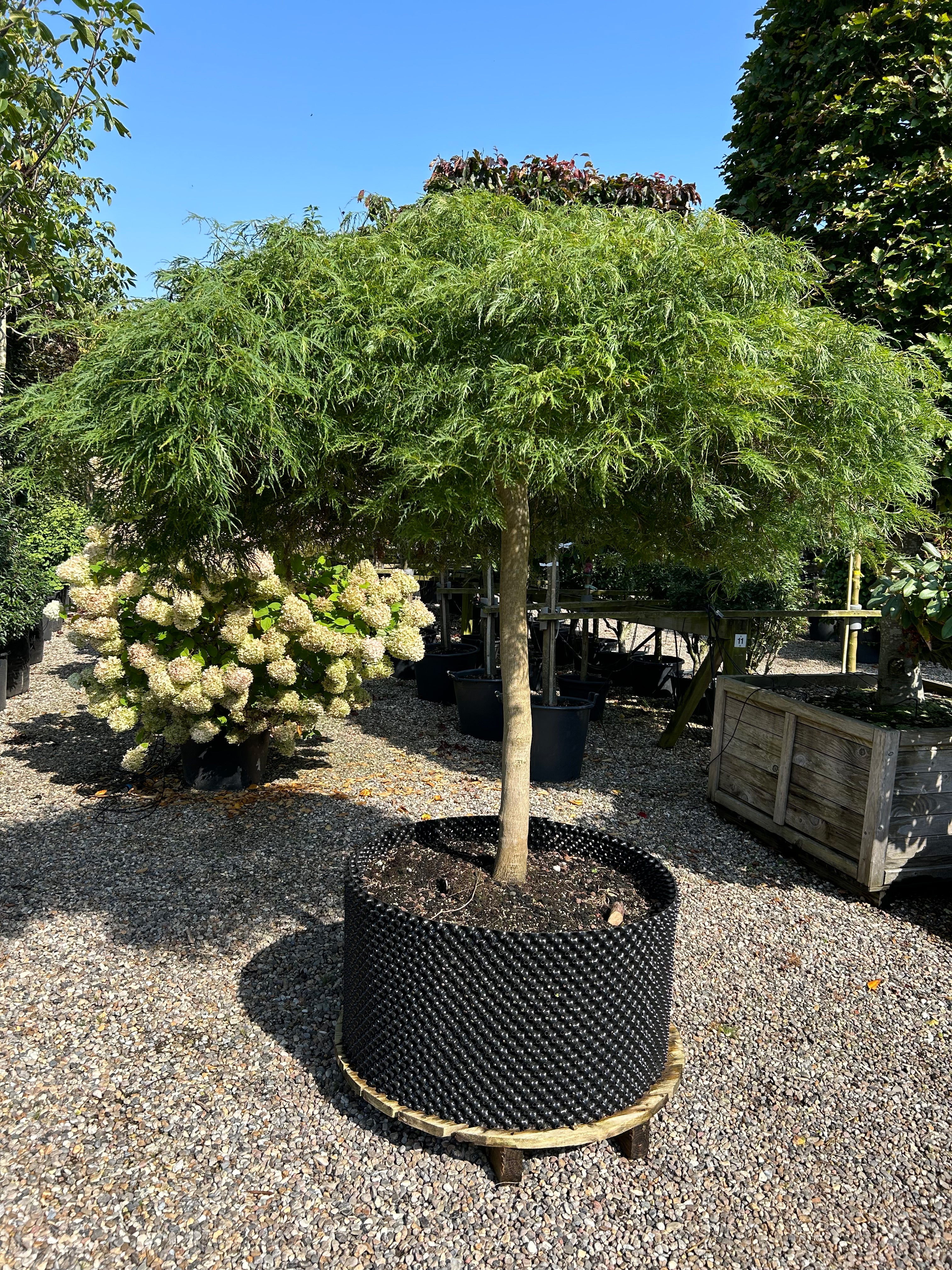 En paraplyformet Acer palmatum Green Lace med en bar stamme og en bred, overhængende krone af sirligt klippede puder med finfligede, lysegrønne blade.