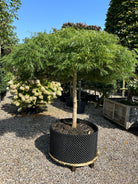 En paraplyformet Acer palmatum Green Lace med en bar stamme og en bred, overhængende krone af sirligt klippede puder med finfligede, lysegrønne blade.