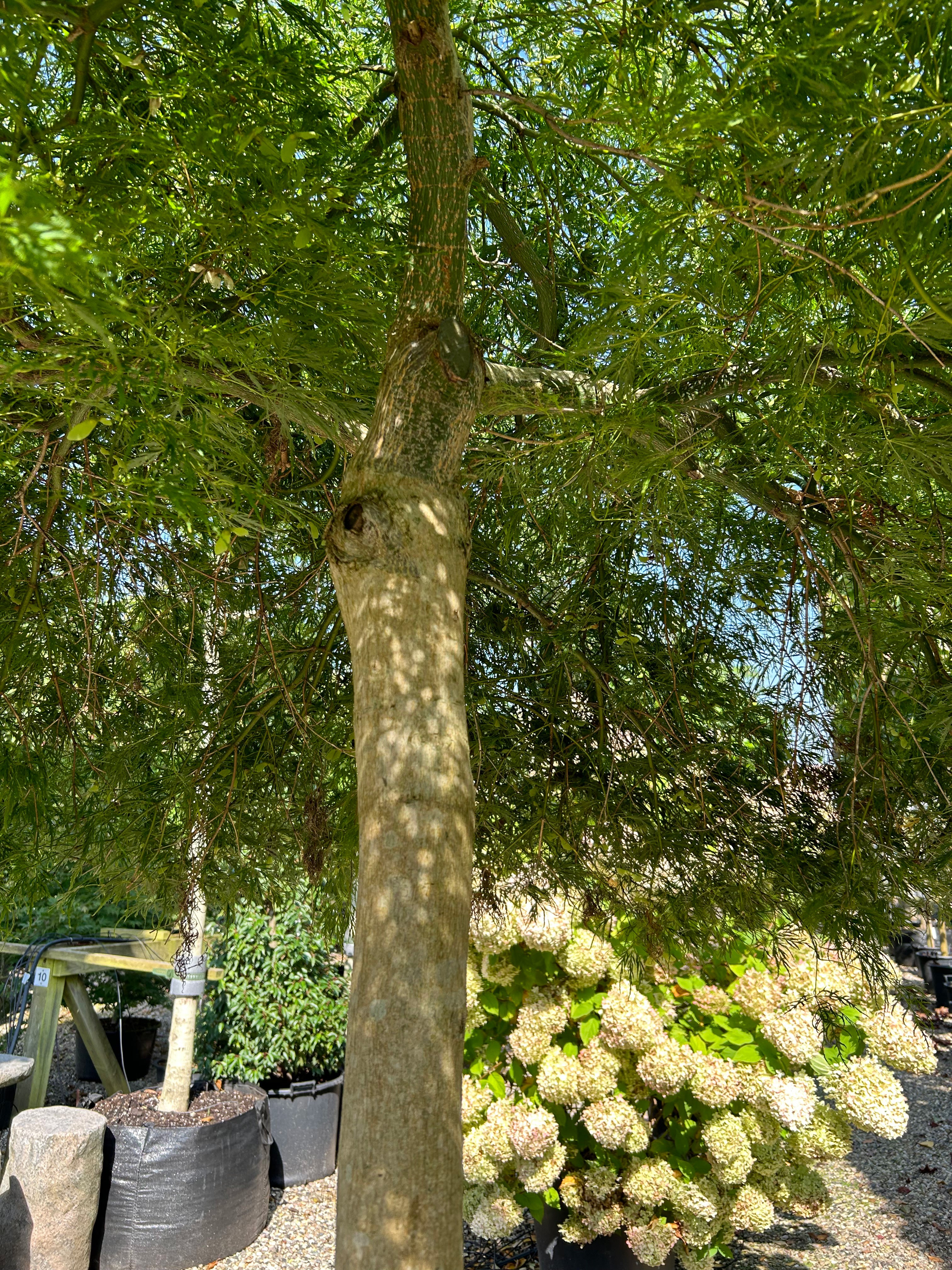 En Acer palmatum Green Lace set nedefra, hvilket viser den glatte stamme og det imponerende, paraplyformede netværk af grene under de grønne løvpuder.