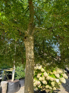 En Acer palmatum Green Lace set nedefra, hvilket viser den glatte stamme og det imponerende, paraplyformede netværk af grene under de grønne løvpuder.