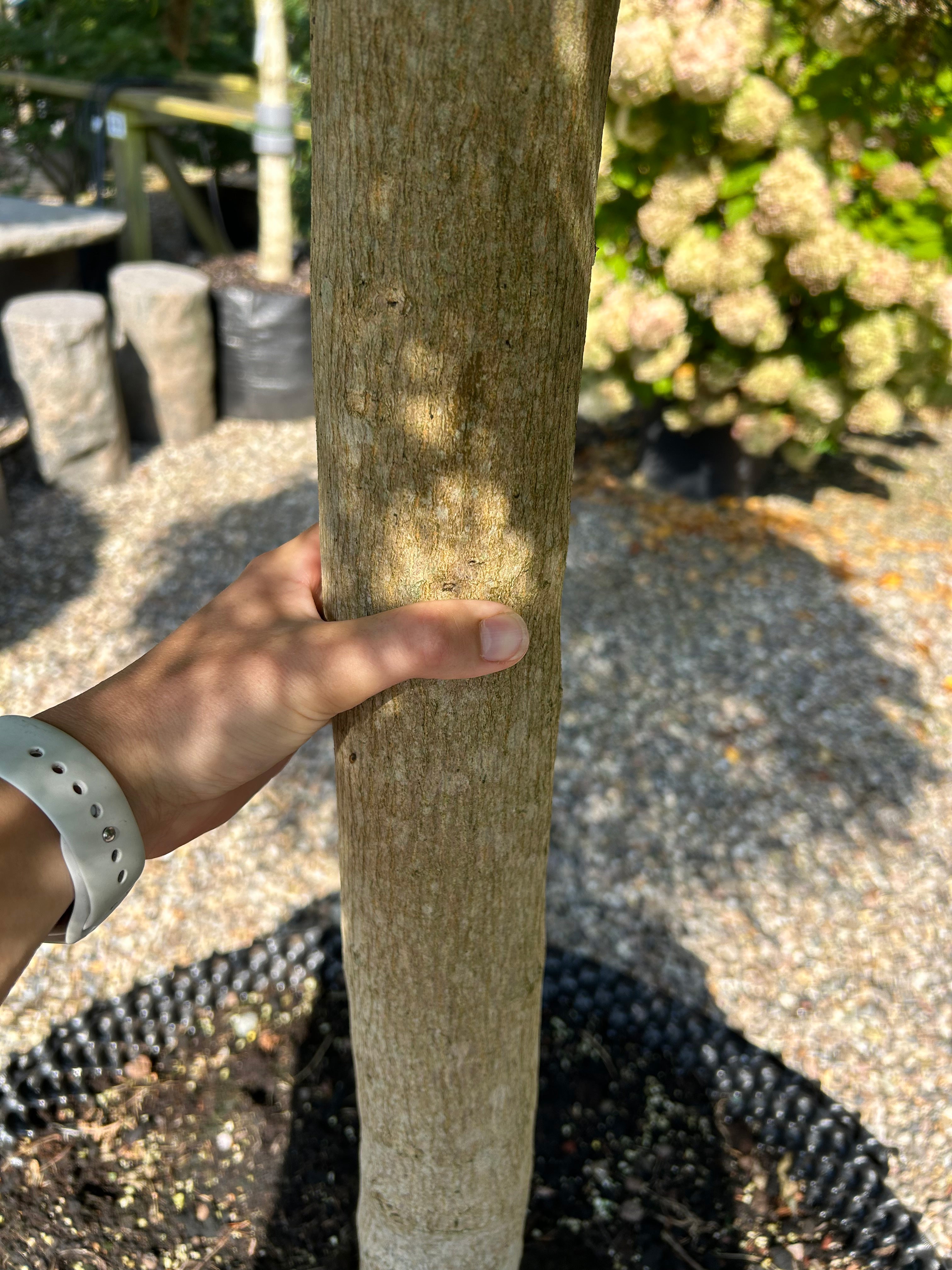 En paraplyformet Acer palmatum Green Lace, hvor den glatte, gråbrune stamme står som en flot, bar søjle under den brede og overhængende krone af grønne løvpuder.