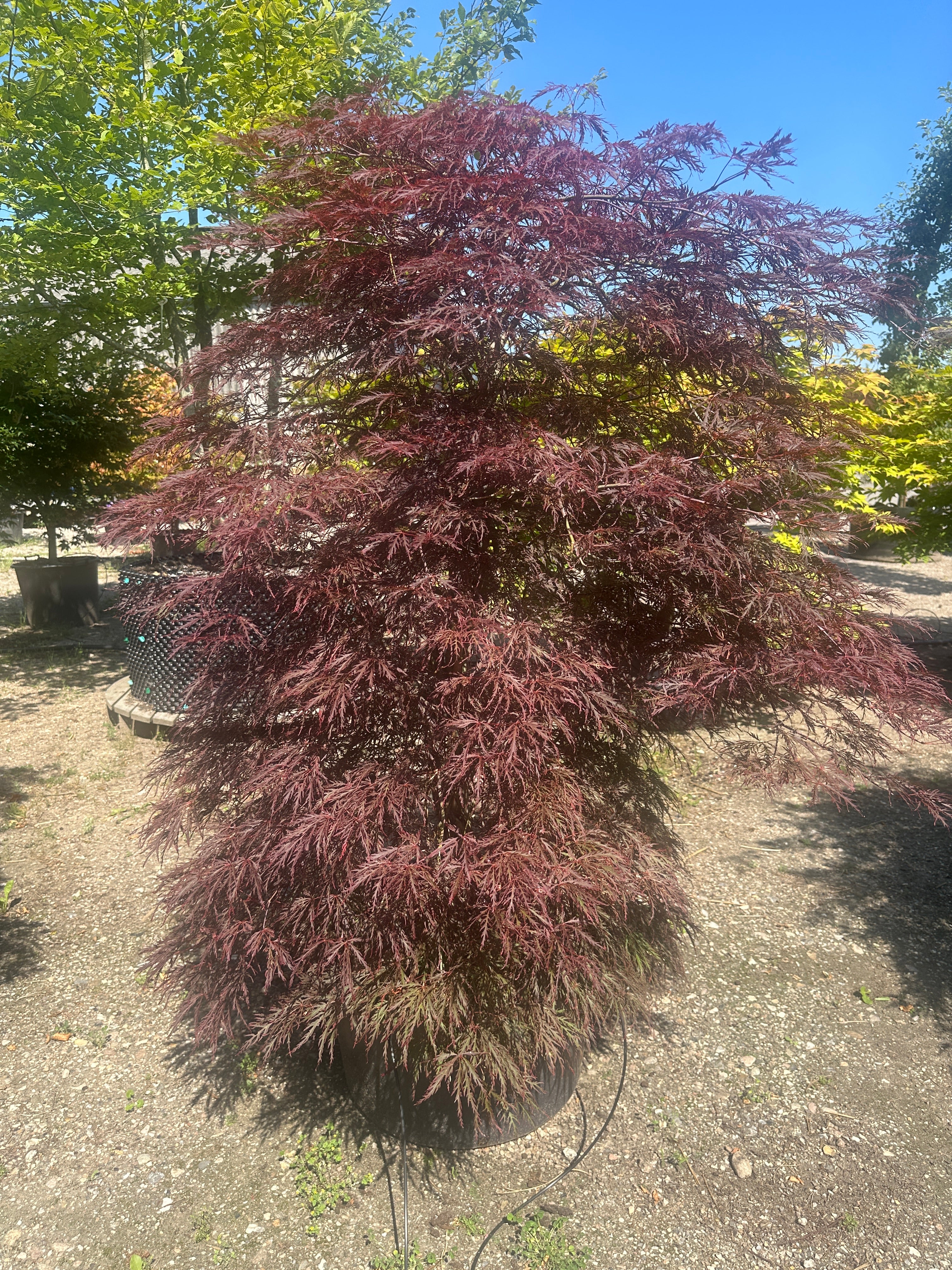 En lav og bred Acer palmatum Inaba Shidare busk med sirligt klippede, tætte og kaskadeagtige etagepuder af store, mørkerøde blade.