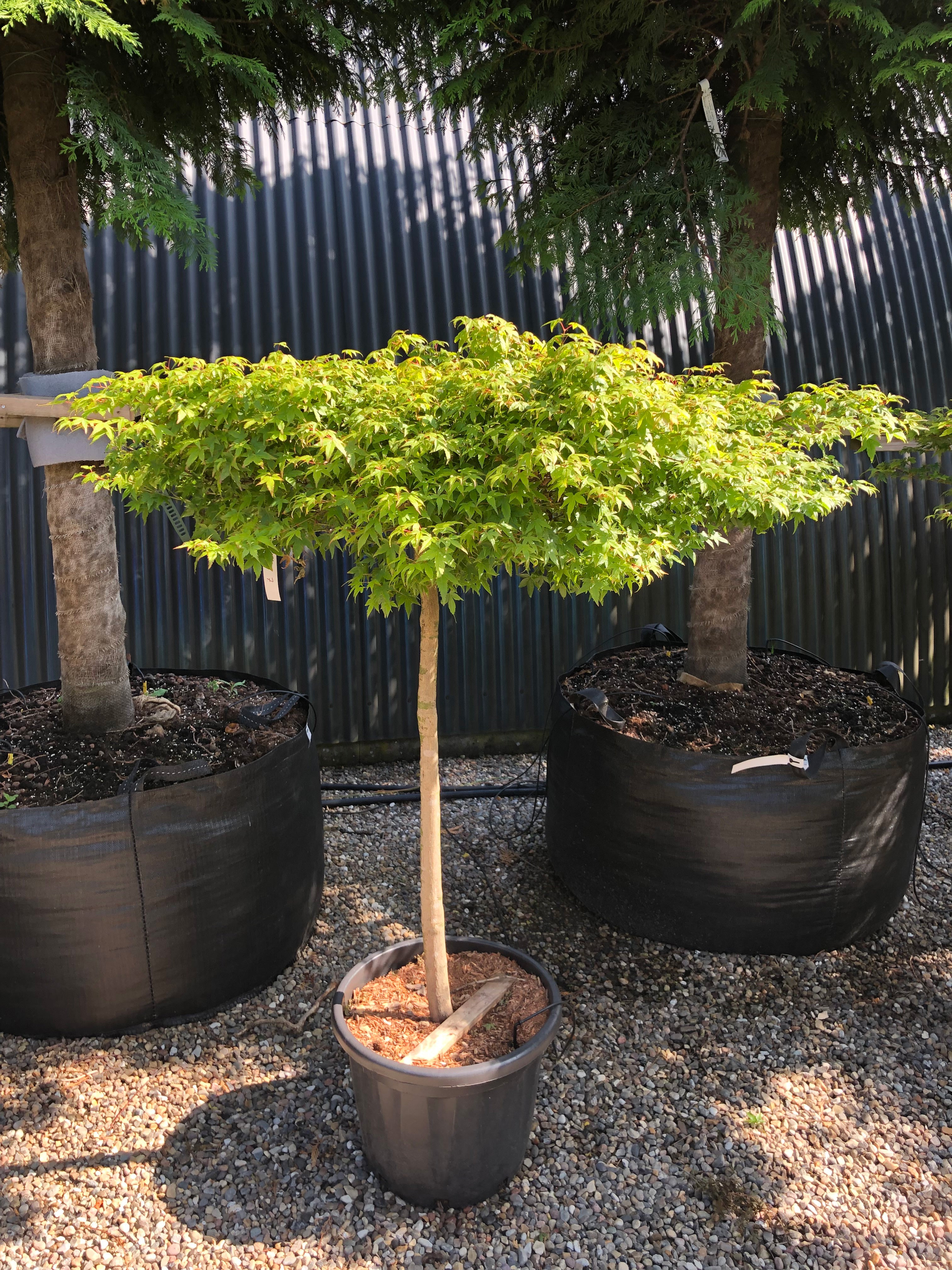 En opstammet Acer palmatum Little Princess japansk ahorn, der viser en lige, bar stamme, som bærer en kompakt og tæt krone af vandrette etagepuder fyldt med små, syvfligede lysegrønne blade.