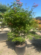 Japansk ahorn, Acer palmatum 'Osakazuki', med store, syvfligede grønne blade, der får flammende røde efterårsfarver.