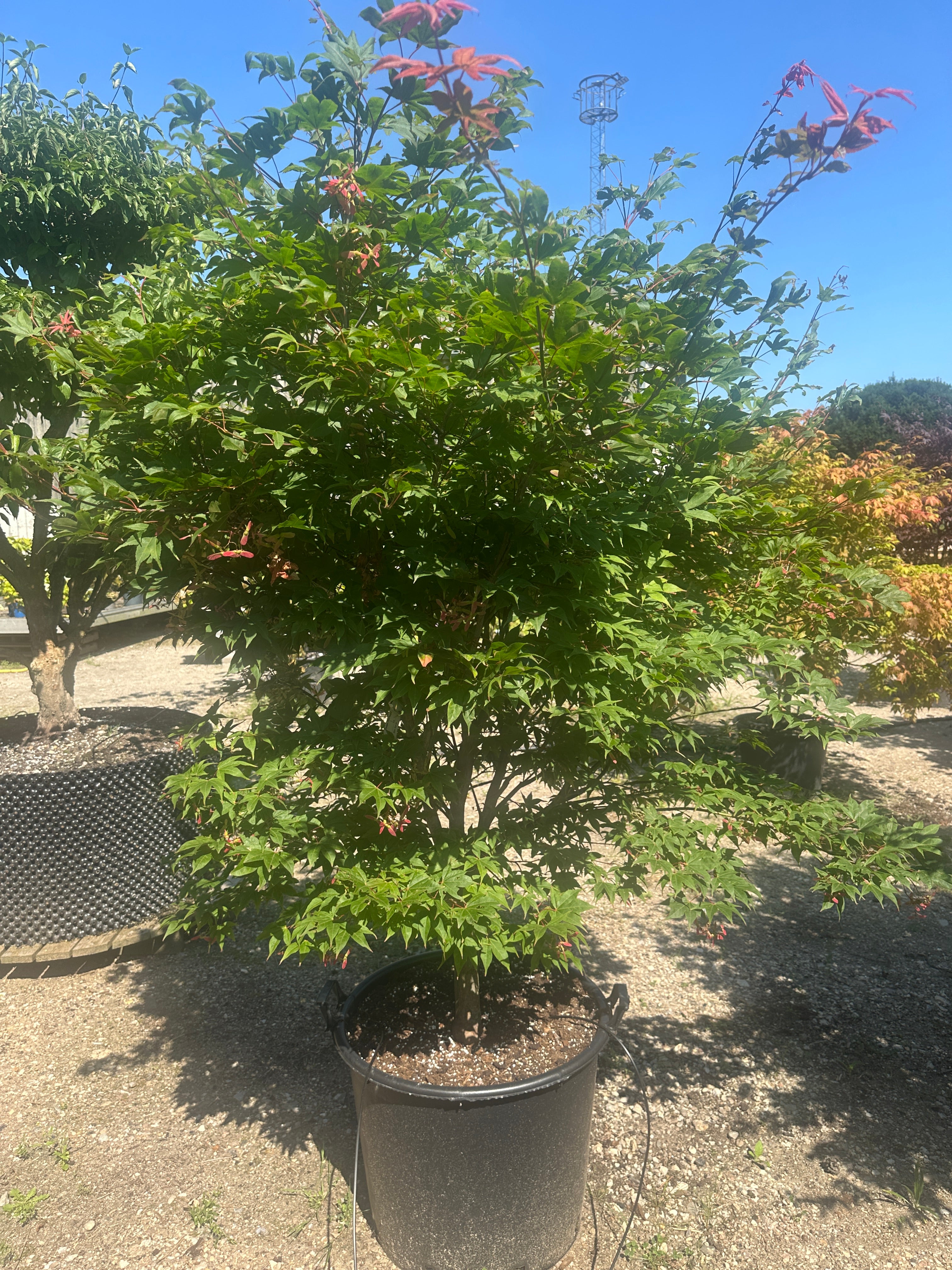 Japansk ahorn, Acer palmatum 'Osakazuki', med store, syvfligede grønne blade, der får flammende røde efterårsfarver.