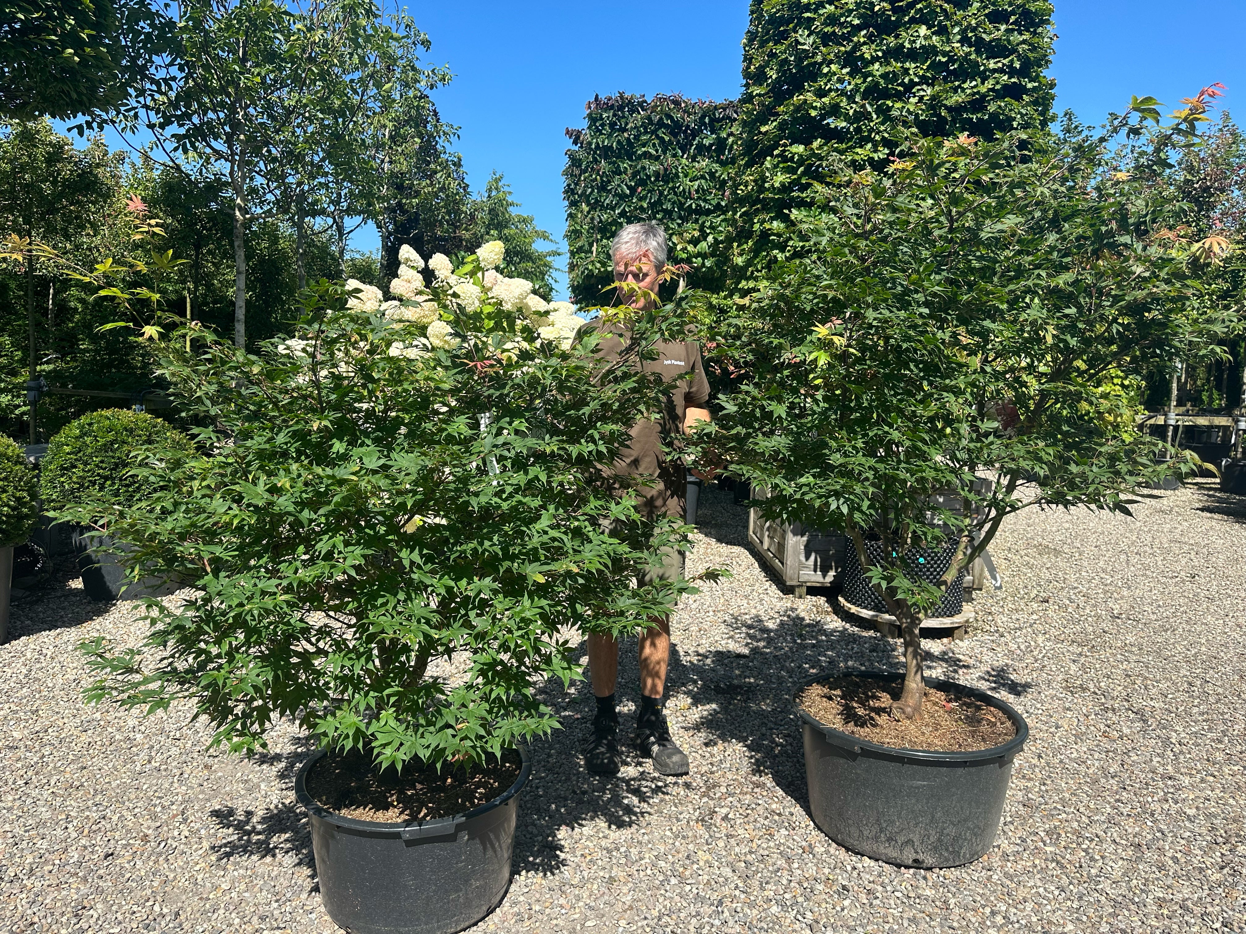 En multistammet Acer palmatum Osakazuki med sirligt klippede, tætte etagepuder af store, friske grønne blade båret af flere glatte stammer.